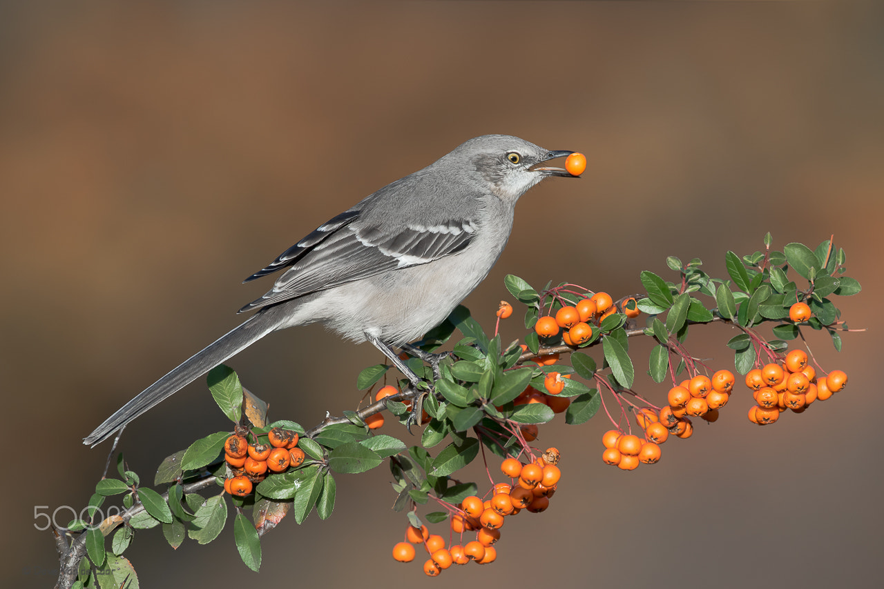 Nikon D810 + Nikon AF-S Nikkor 600mm F4G ED VR sample photo. Northern mockingbird photography