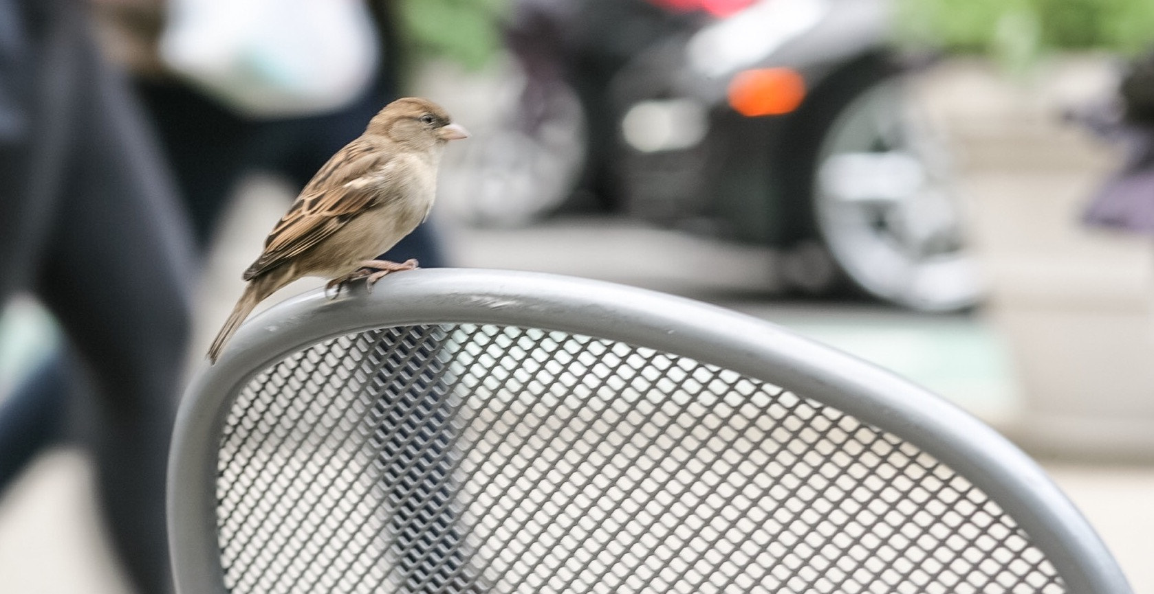 Canon EF 100mm F2.0 USM sample photo. Little bird photography