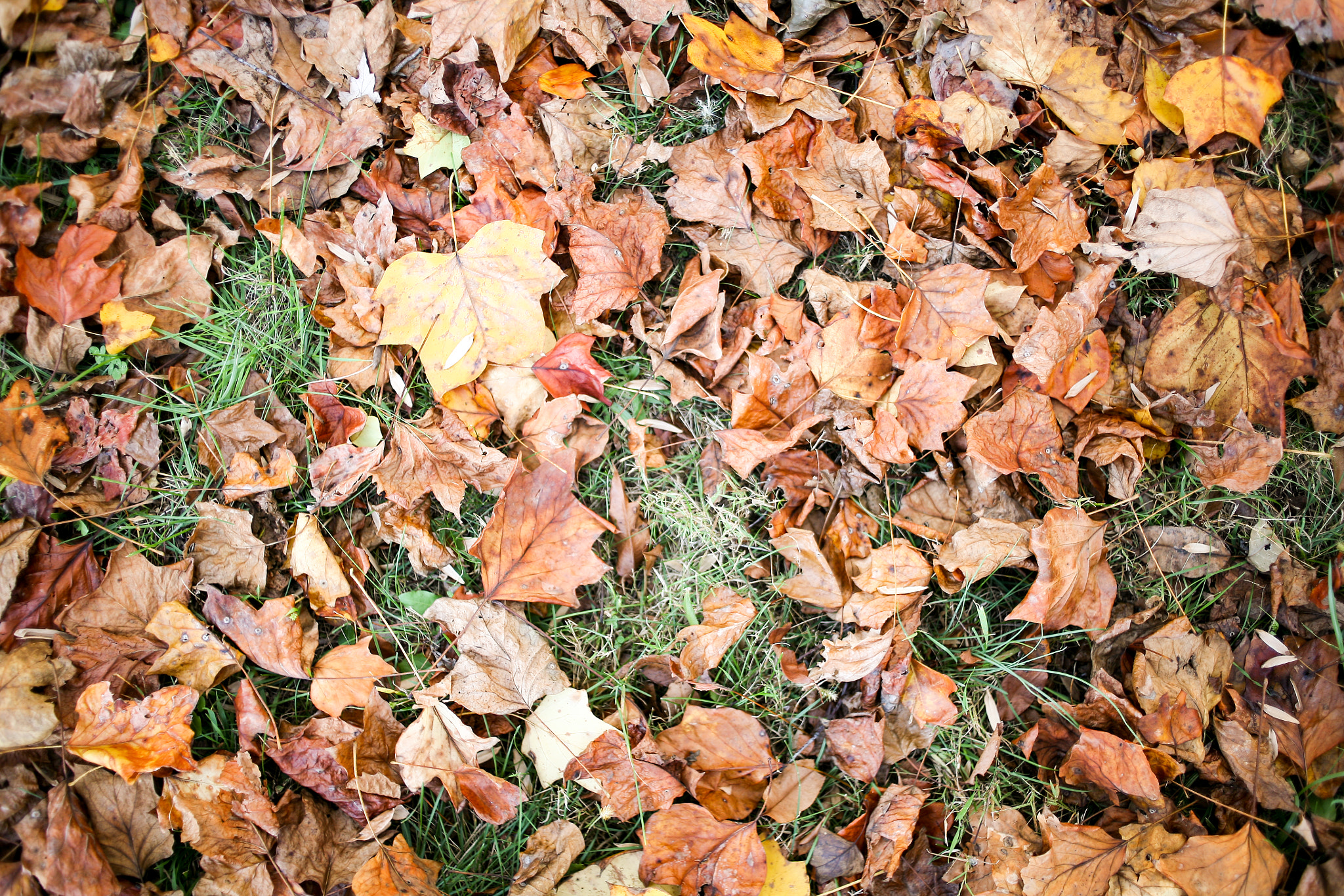 Canon EOS 5D + Canon EF 35mm F2 sample photo. Fall  photography