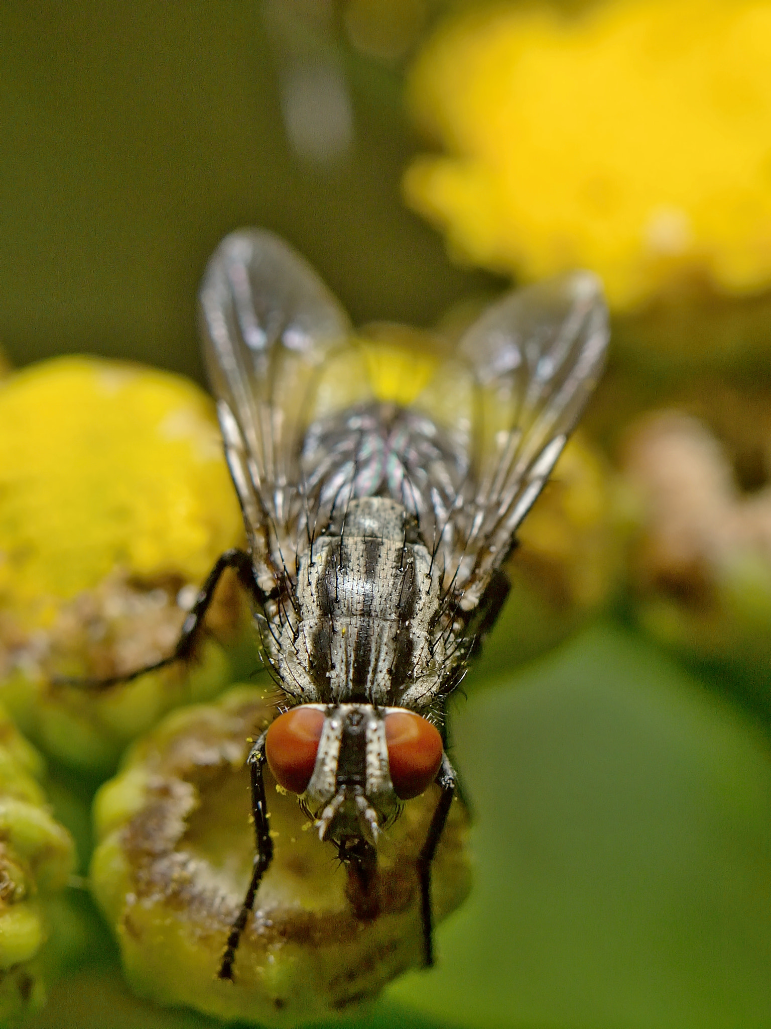 Olympus E-5 + OLYMPUS 50mm Lens sample photo. The fly photography