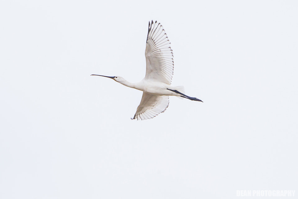 Canon EOS-1D Mark IV + Tamron SP 150-600mm F5-6.3 Di VC USD sample photo. Flying photography