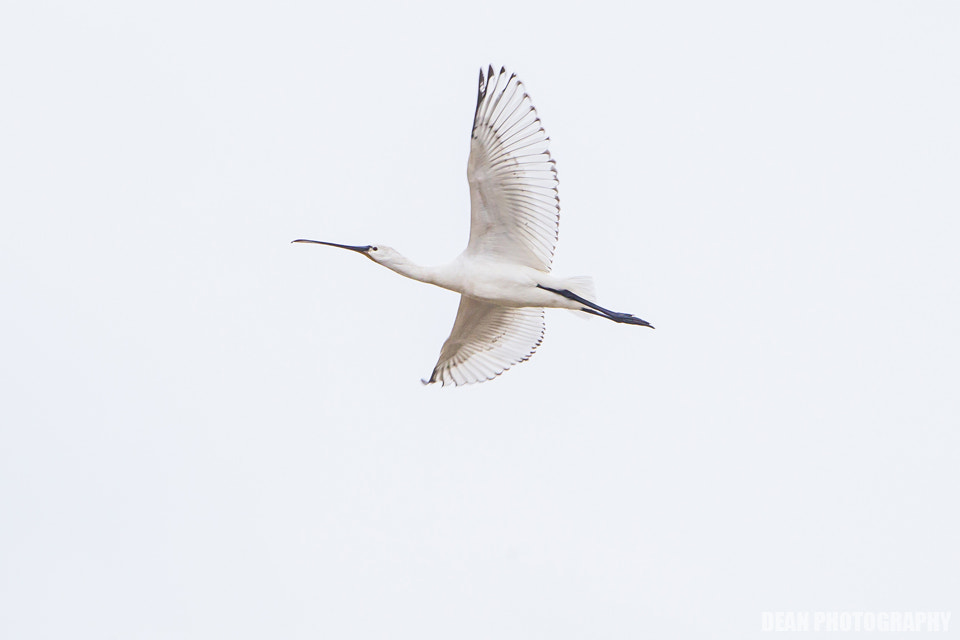 Canon EOS-1D Mark IV sample photo. Flying photography