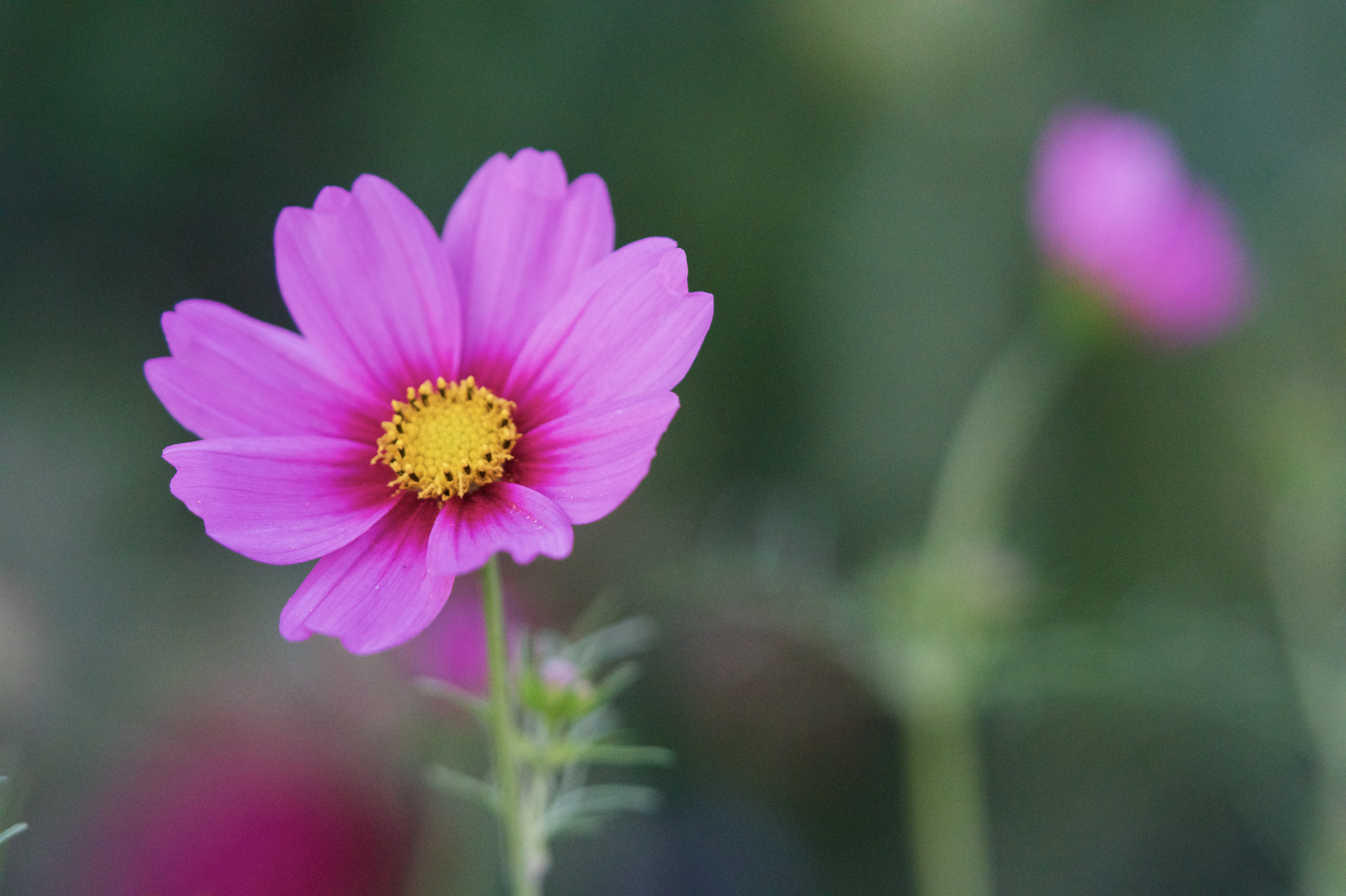 Sony a6300 + Sony FE 90mm F2.8 Macro G OSS sample photo. Magenta flower photography