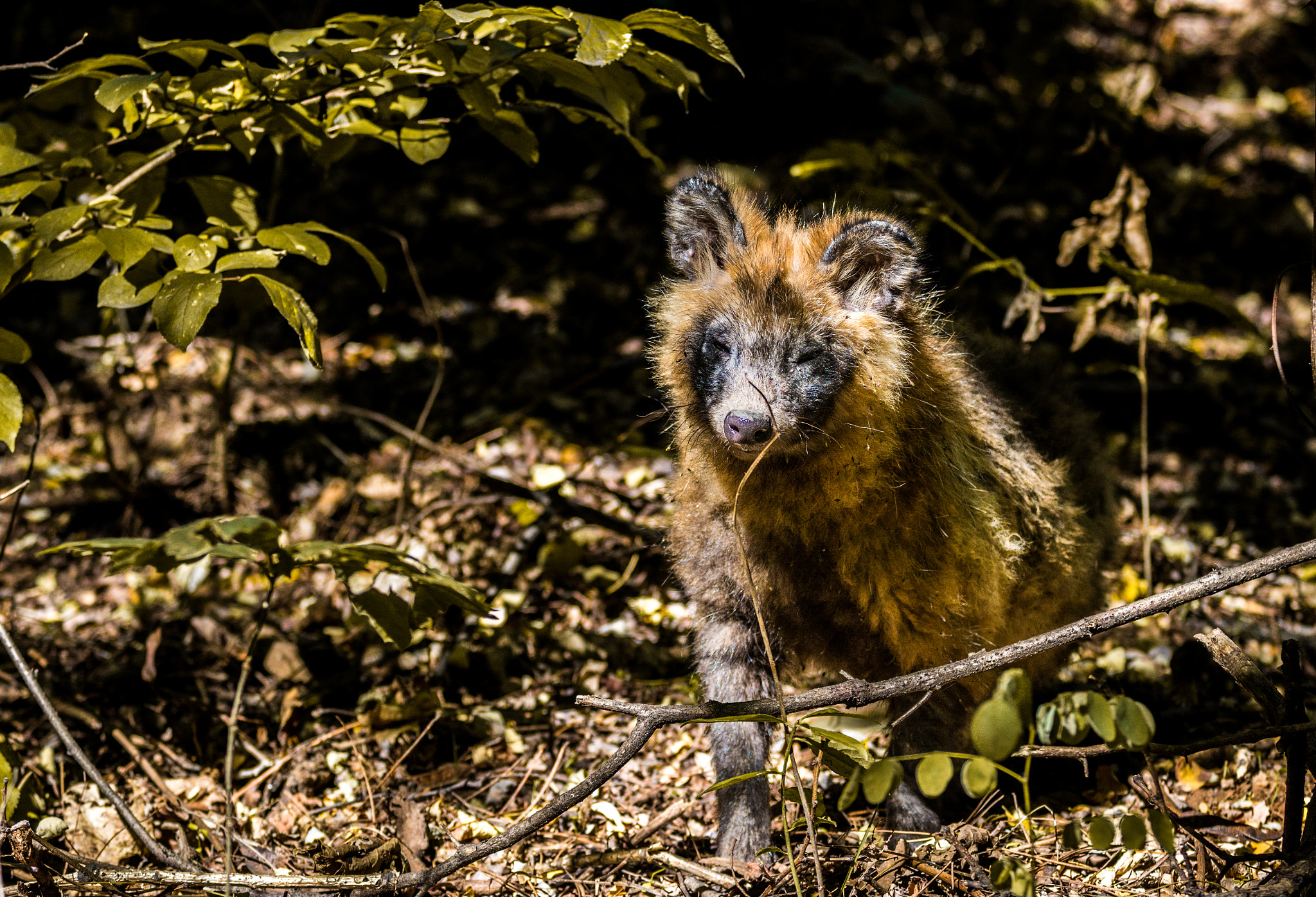 Nikon D7100 + Sigma 70-200mm F2.8 EX DG OS HSM sample photo. Racoon dog photography