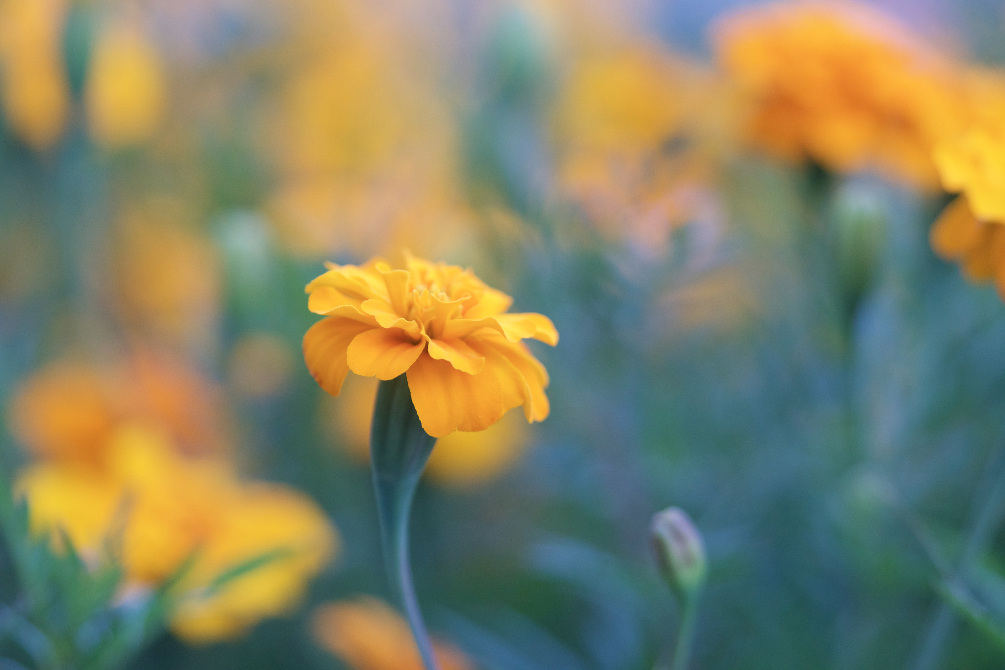 Sony a6300 + Sony FE 90mm F2.8 Macro G OSS sample photo. Yellow focal flora photography