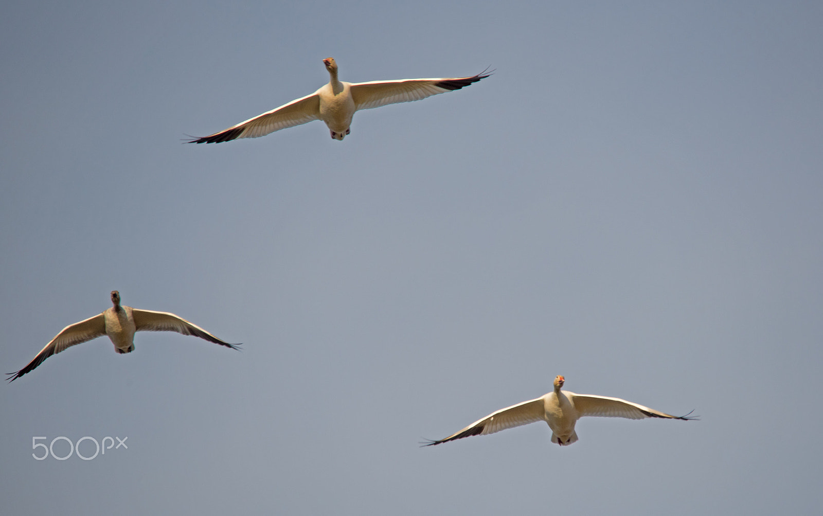 Sigma 150-500mm F5-6.3 DG OS HSM sample photo. Flight photography