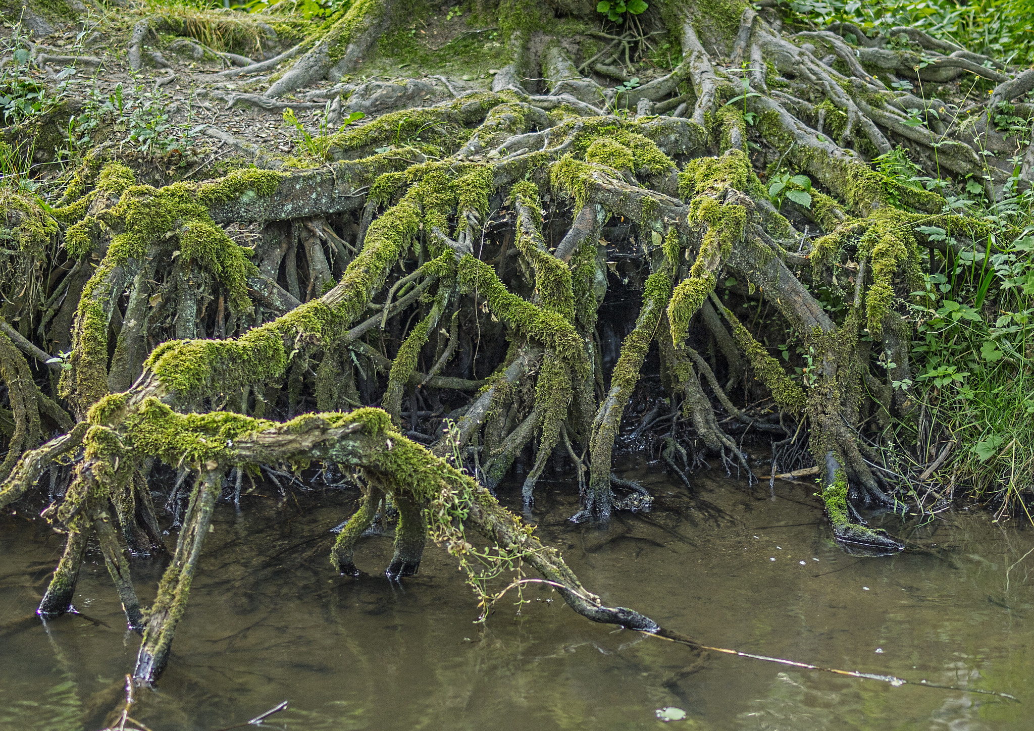 Olympus E-5 + OLYMPUS 50mm Lens sample photo. The roots photography