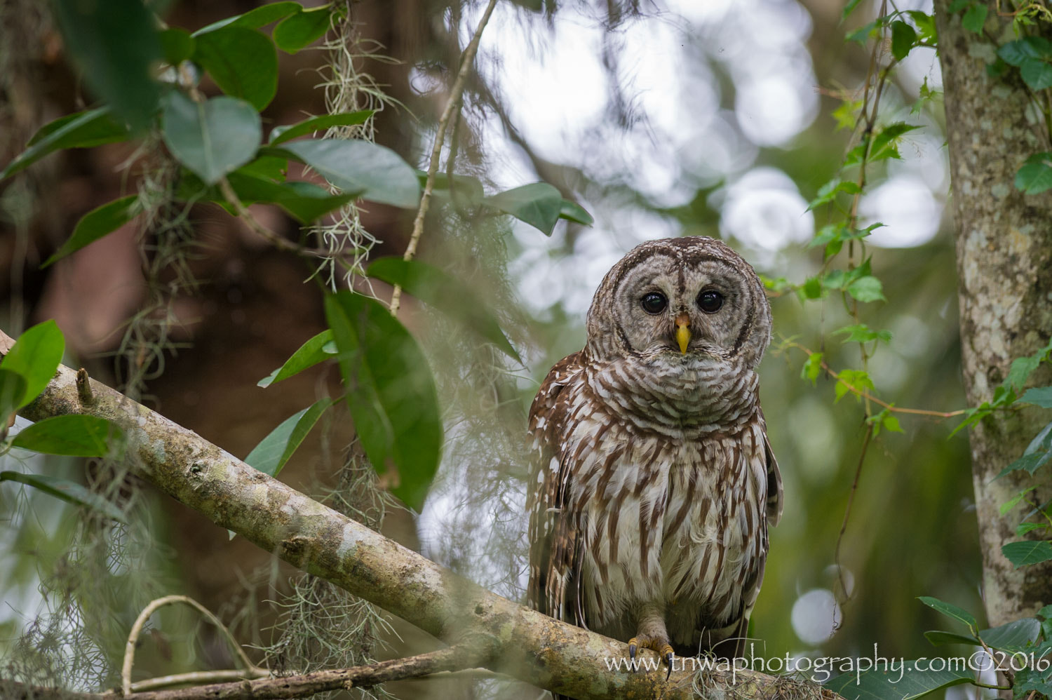 Nikon AF-S Nikkor 300mm F2.8G ED-IF VR sample photo. Big brown eyes photography