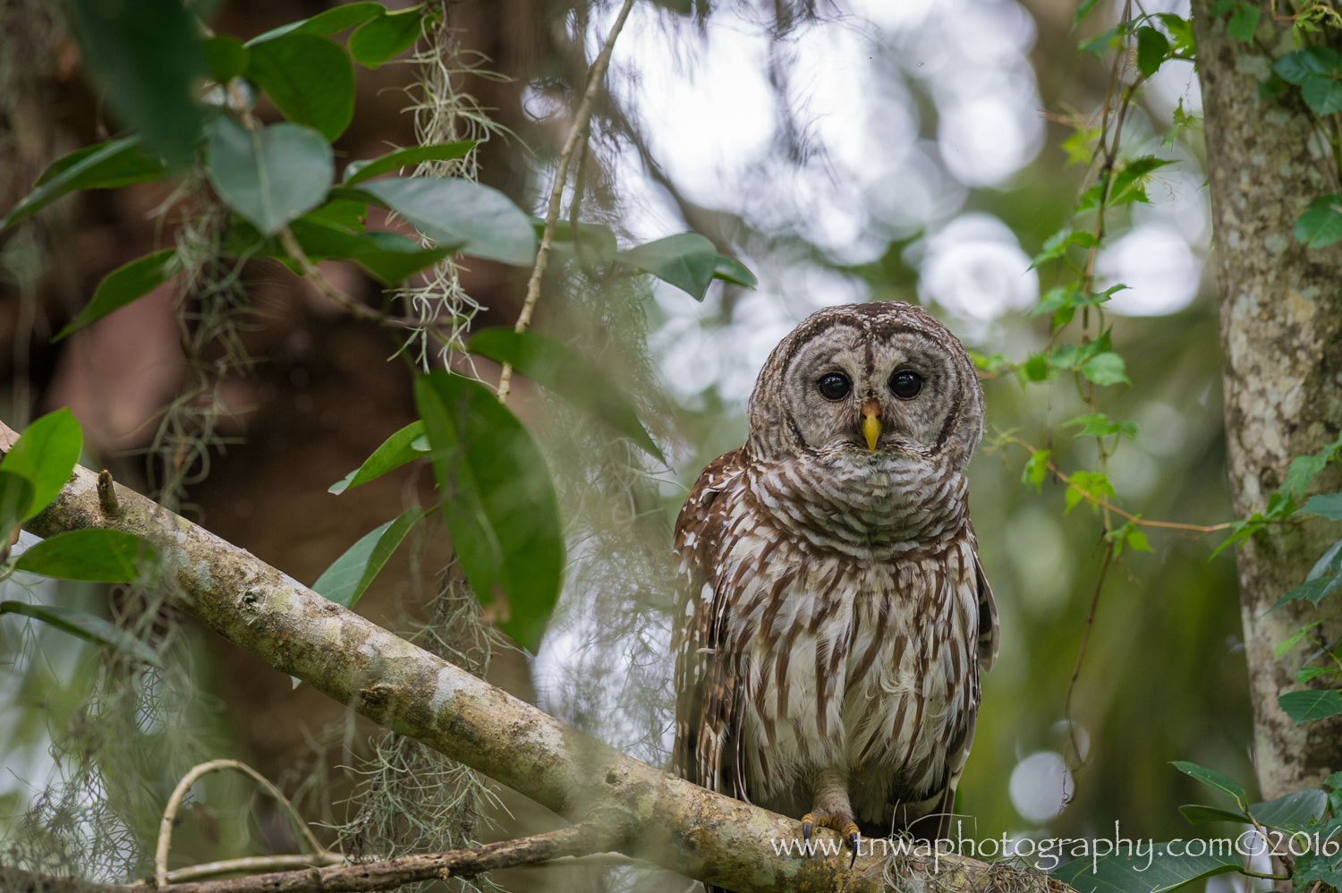 Nikon D3S sample photo. Big brown eyes photography