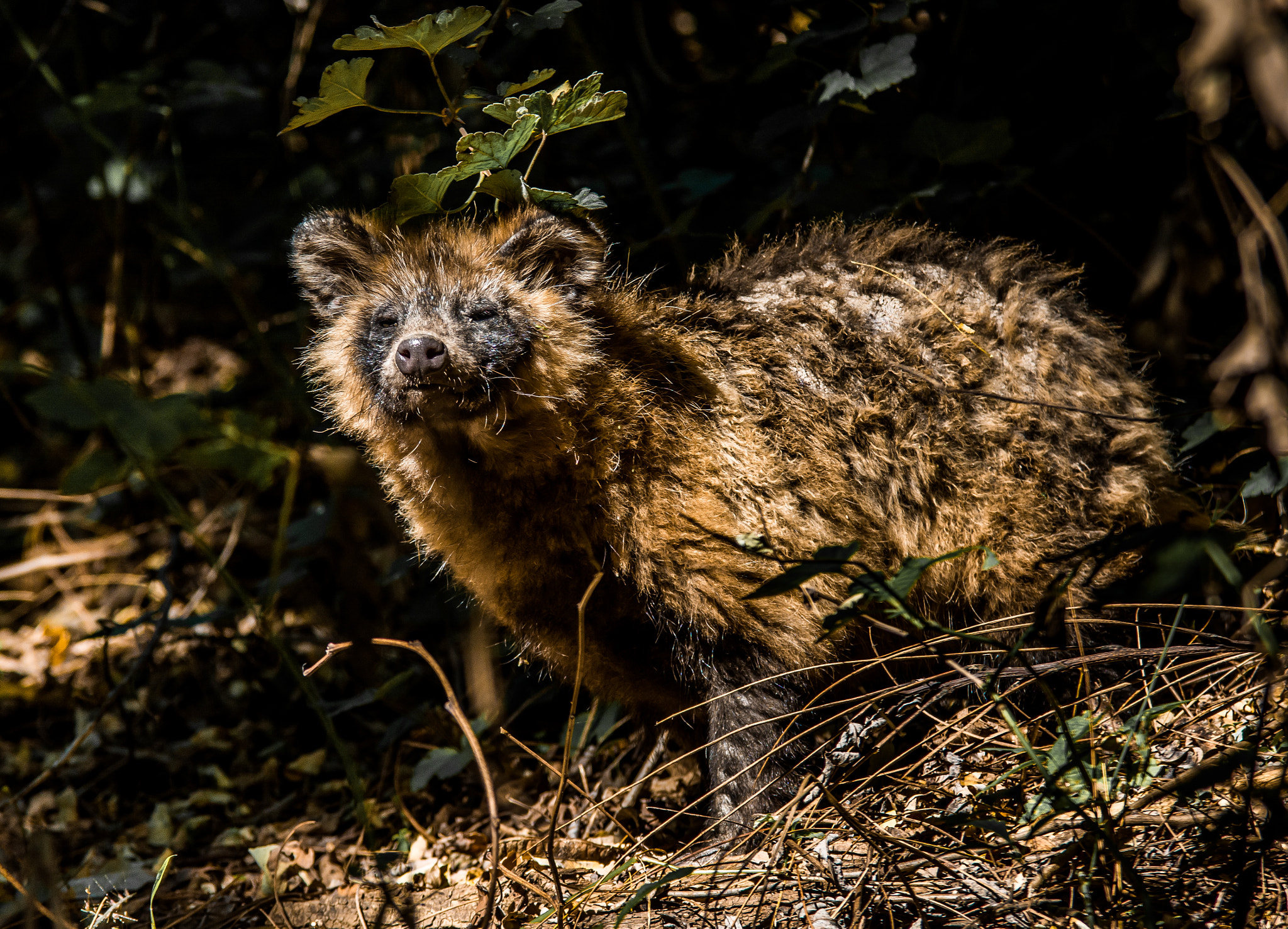 Nikon D7100 + Sigma 70-200mm F2.8 EX DG OS HSM sample photo. Racoon dog photography