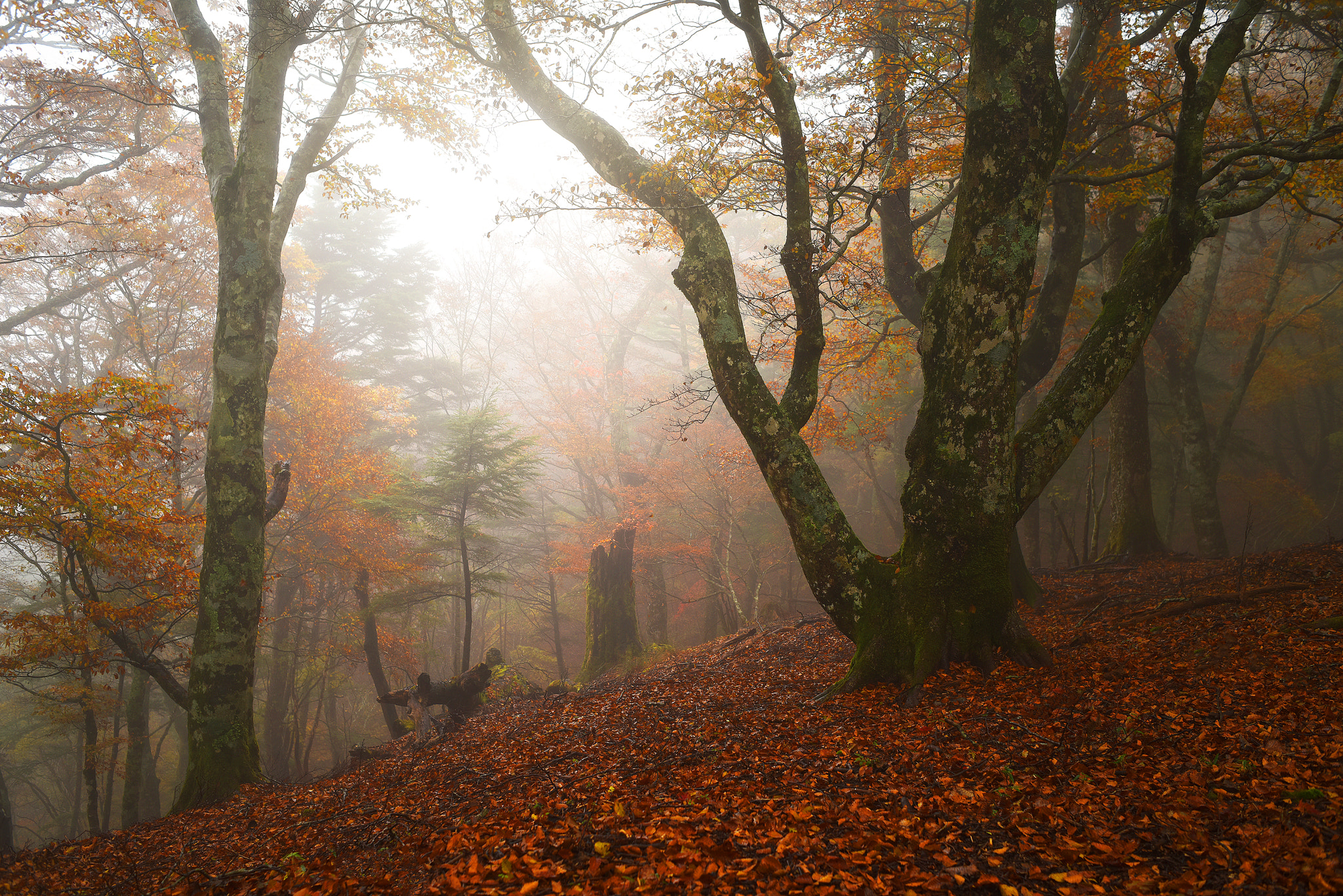 Nikon D810 + Nikon AF Nikkor 35mm F2D sample photo. Foggy forest photography