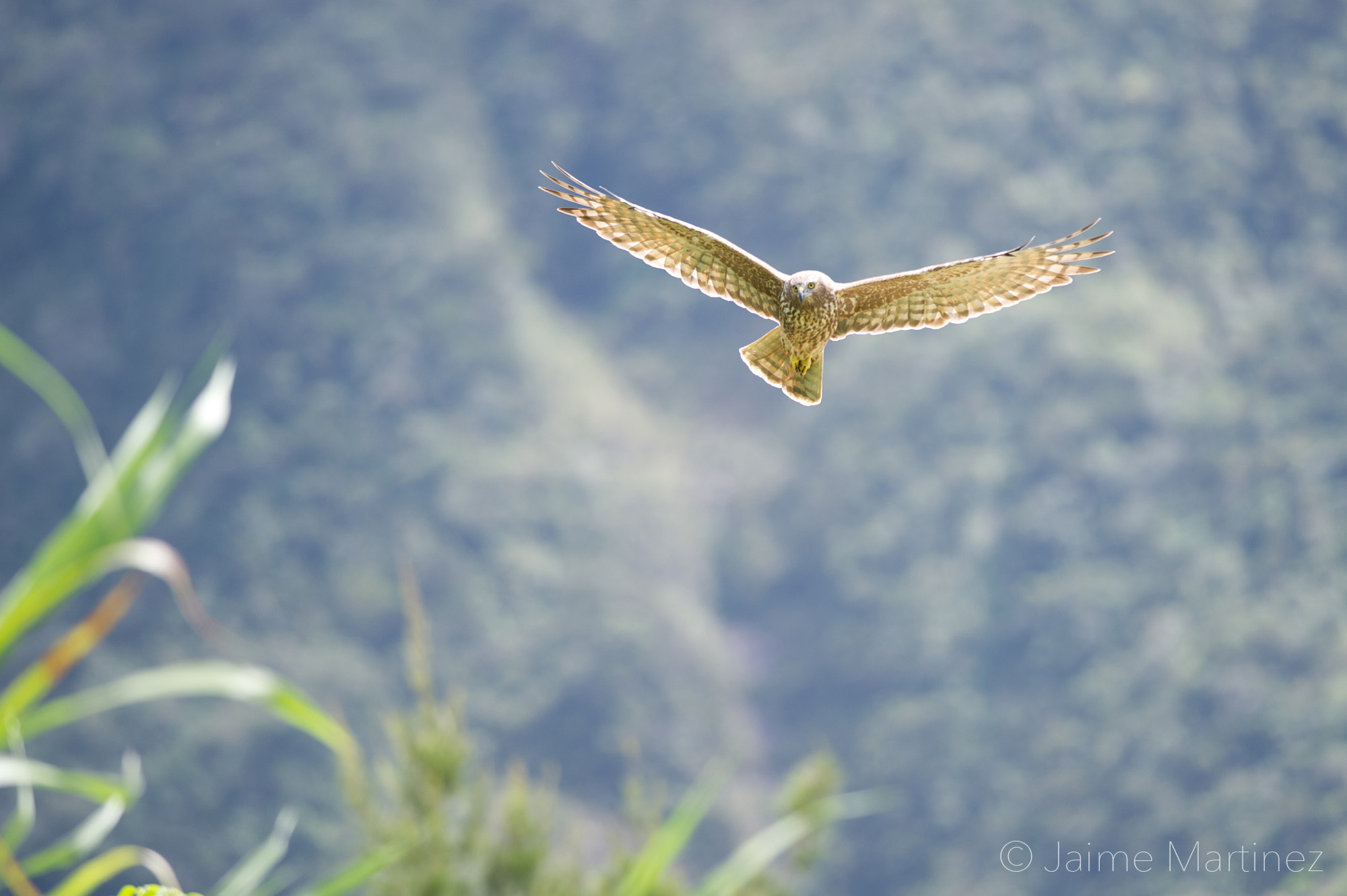 Nikon D3S + Nikon AF-S Nikkor 300mm F4D ED-IF sample photo. Papangue - busard de maillard photography