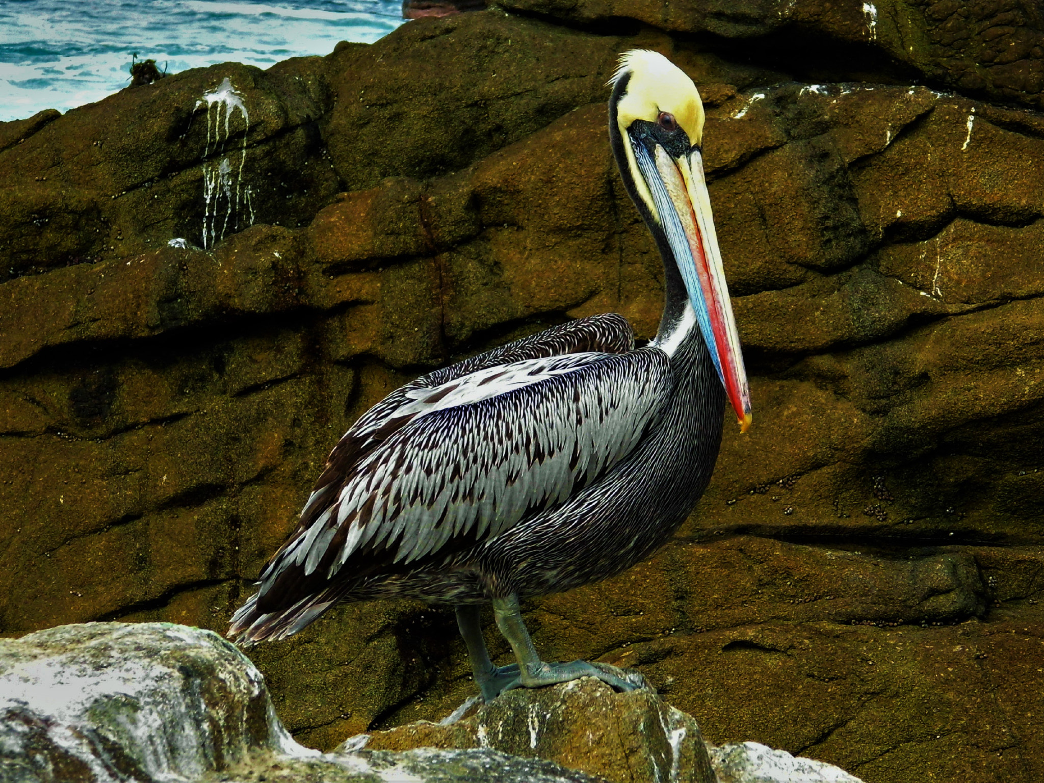 PENTACON luxmedia 16-Z21S sample photo. Pelican photography