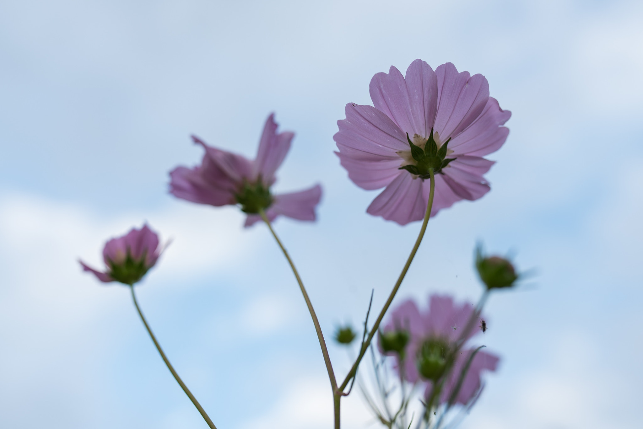 Sony a7R II + Sigma 35mm F1.4 DG HSM Art sample photo