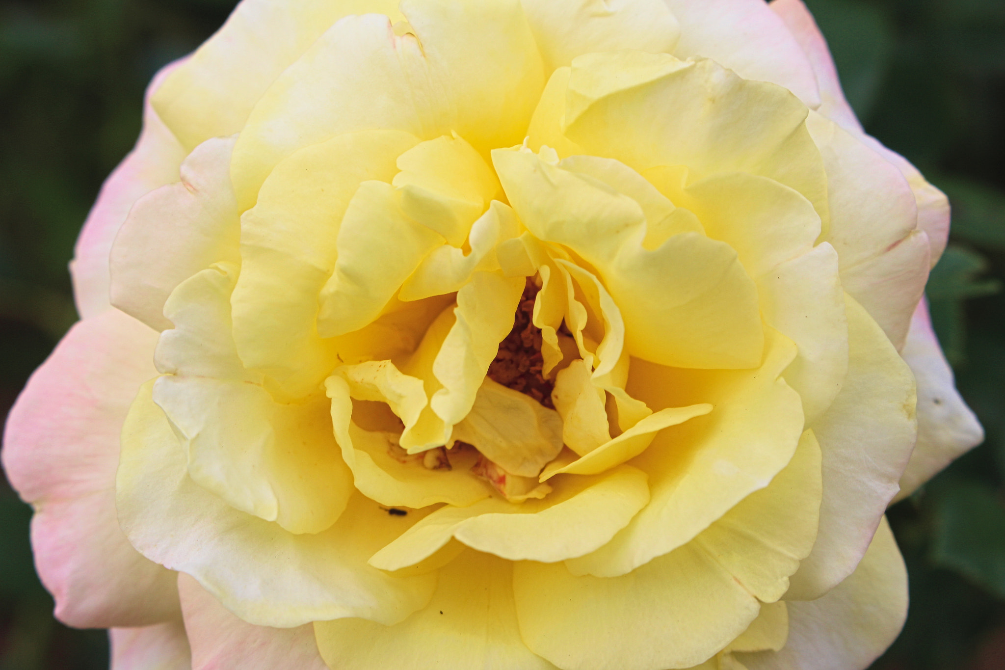 Canon EOS 700D (EOS Rebel T5i / EOS Kiss X7i) sample photo. Rose photography