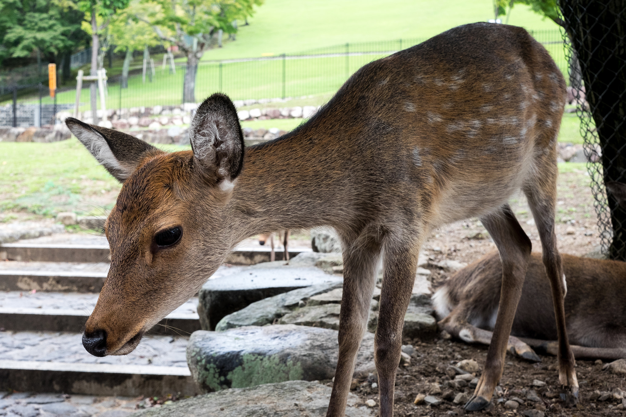 Fujifilm X-E2 + Fujifilm XF 27mm F2.8 sample photo. Deer photography