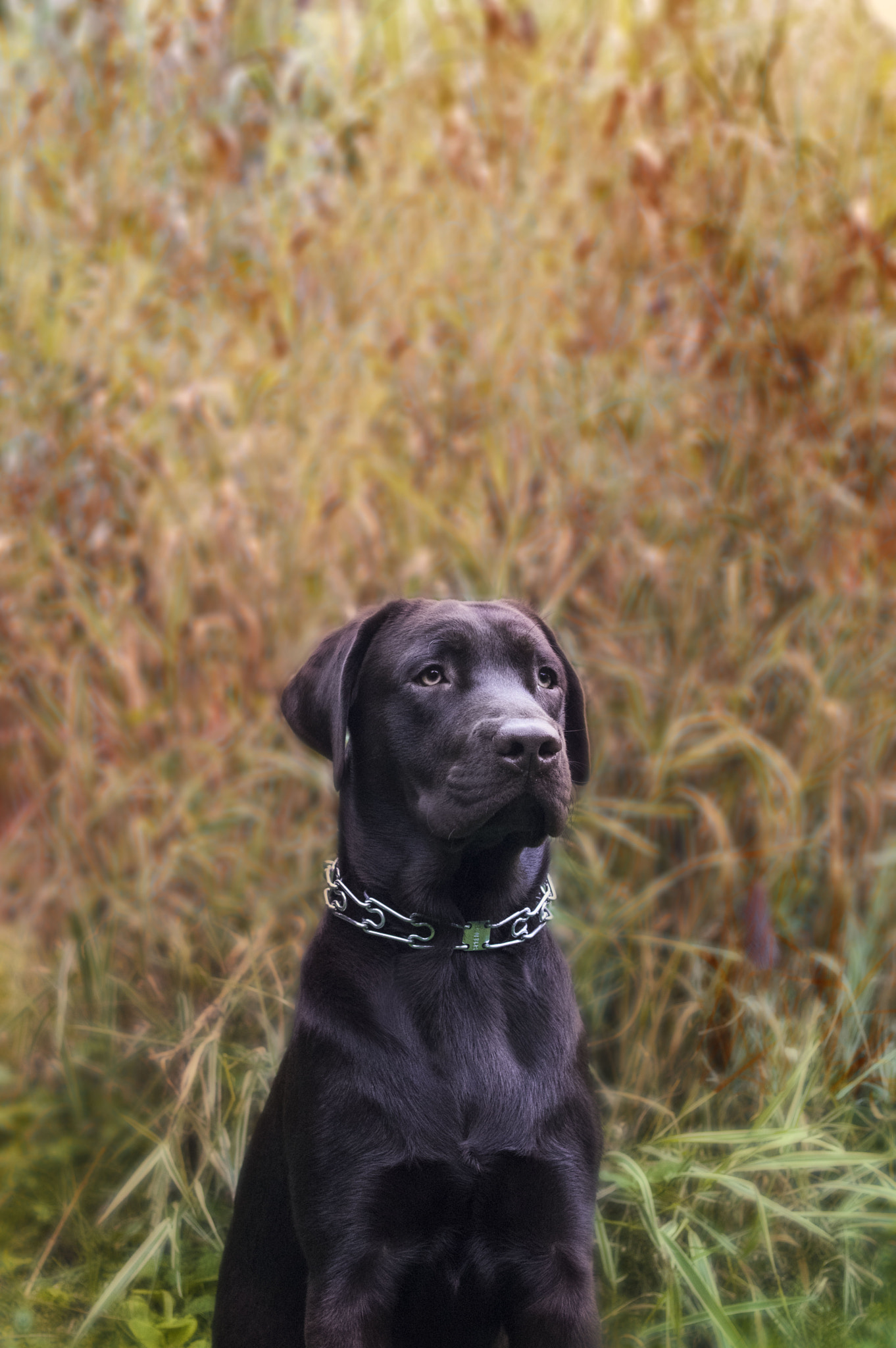 Pentax K-3 sample photo. Labrador portrait. photography
