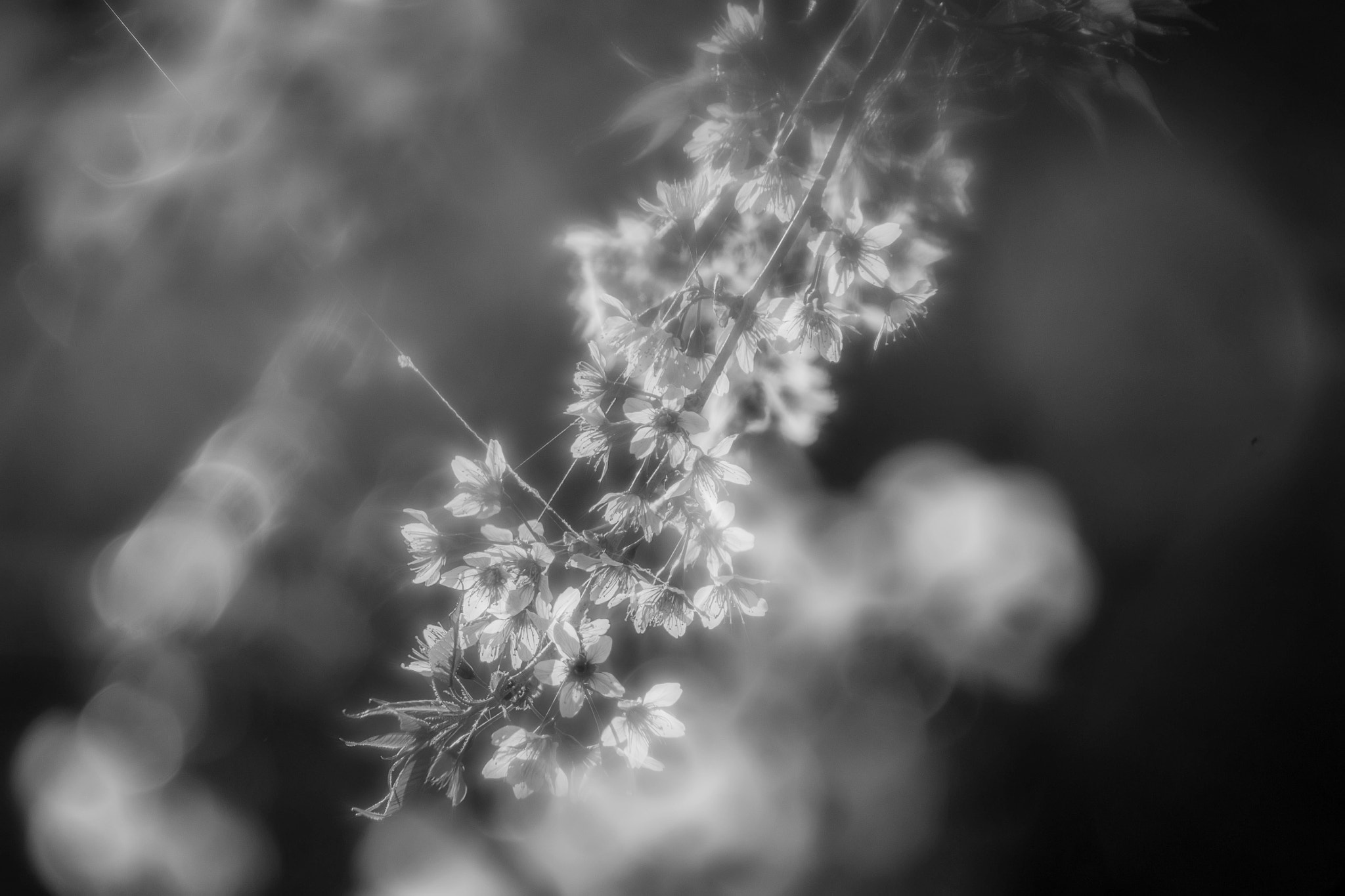 EF75-300mm f/4-5.6 sample photo. Cherry blossom photography
