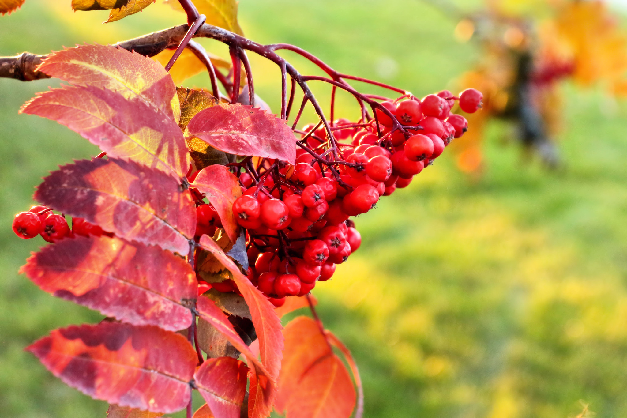 Canon EOS 650D (EOS Rebel T4i / EOS Kiss X6i) sample photo. Mountain ash berries photography