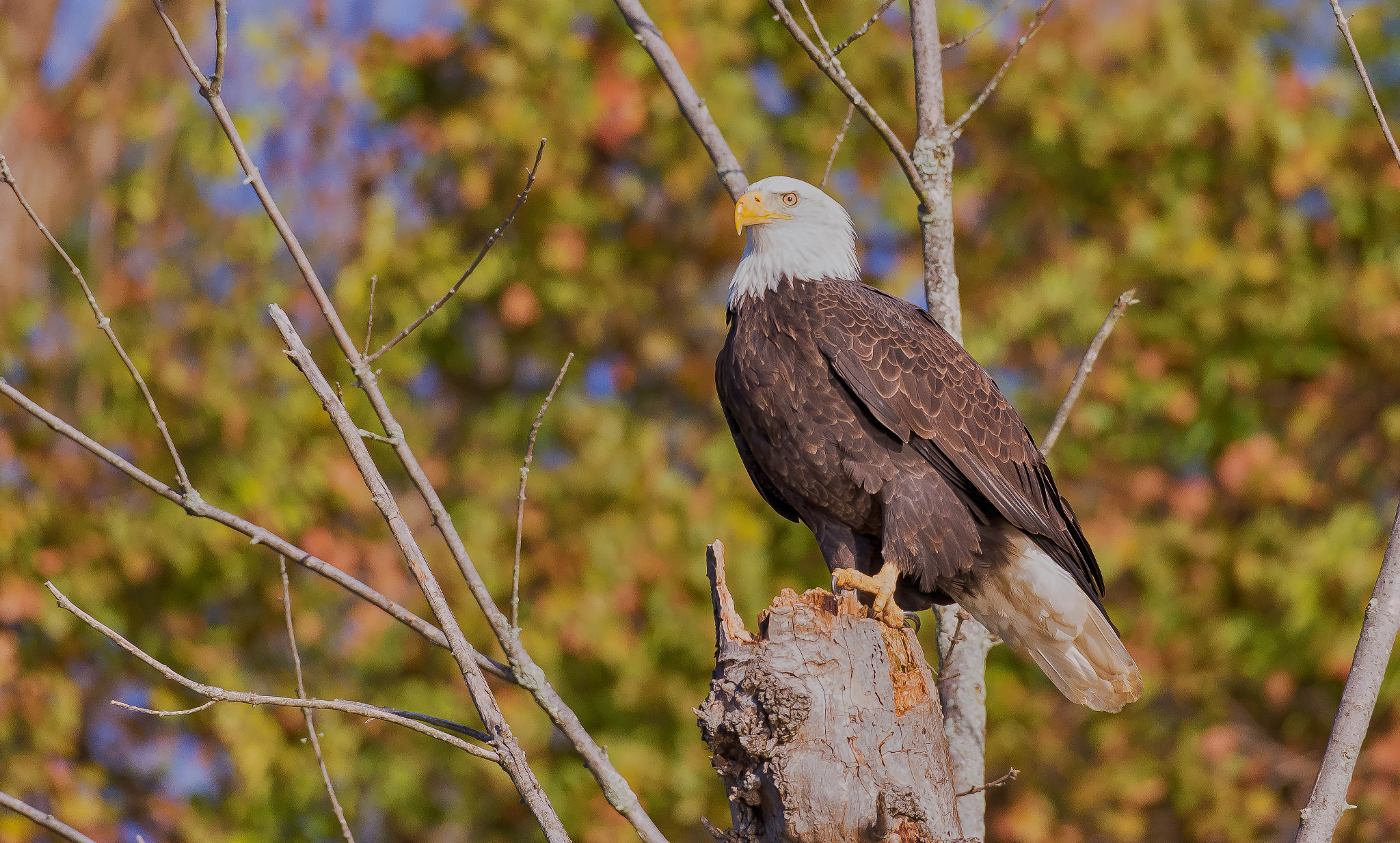 Nikon AF-S Nikkor 200-500mm F5.6E ED VR sample photo. Standing tall photography