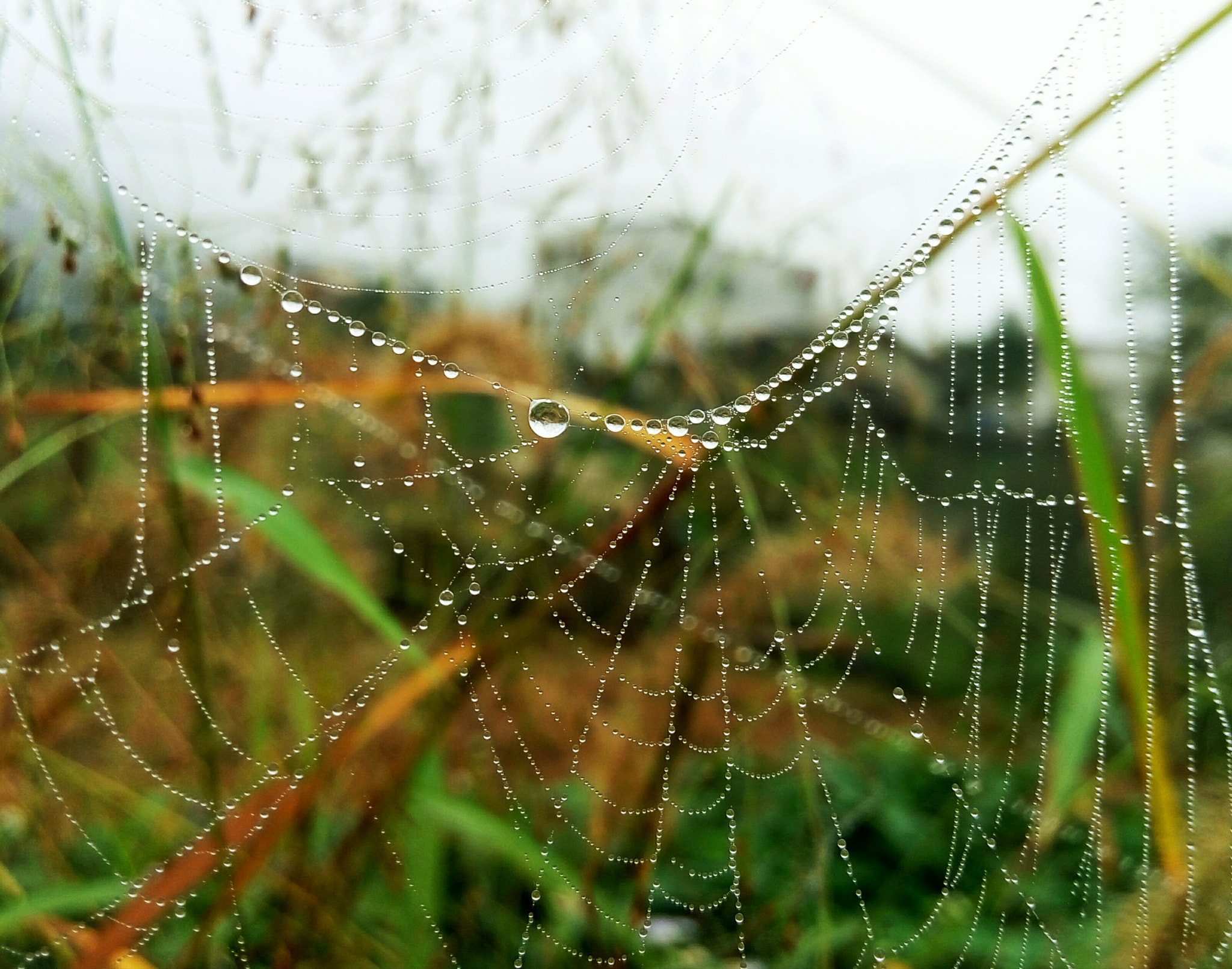 Meizu m1 note sample photo. The dew photography