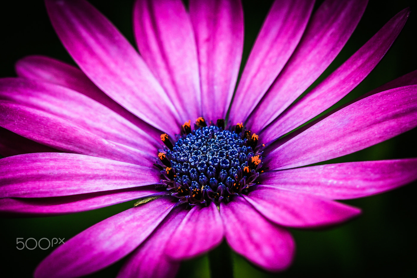 Canon EF 100mm F2.8 Macro USM sample photo. Purple flower photography