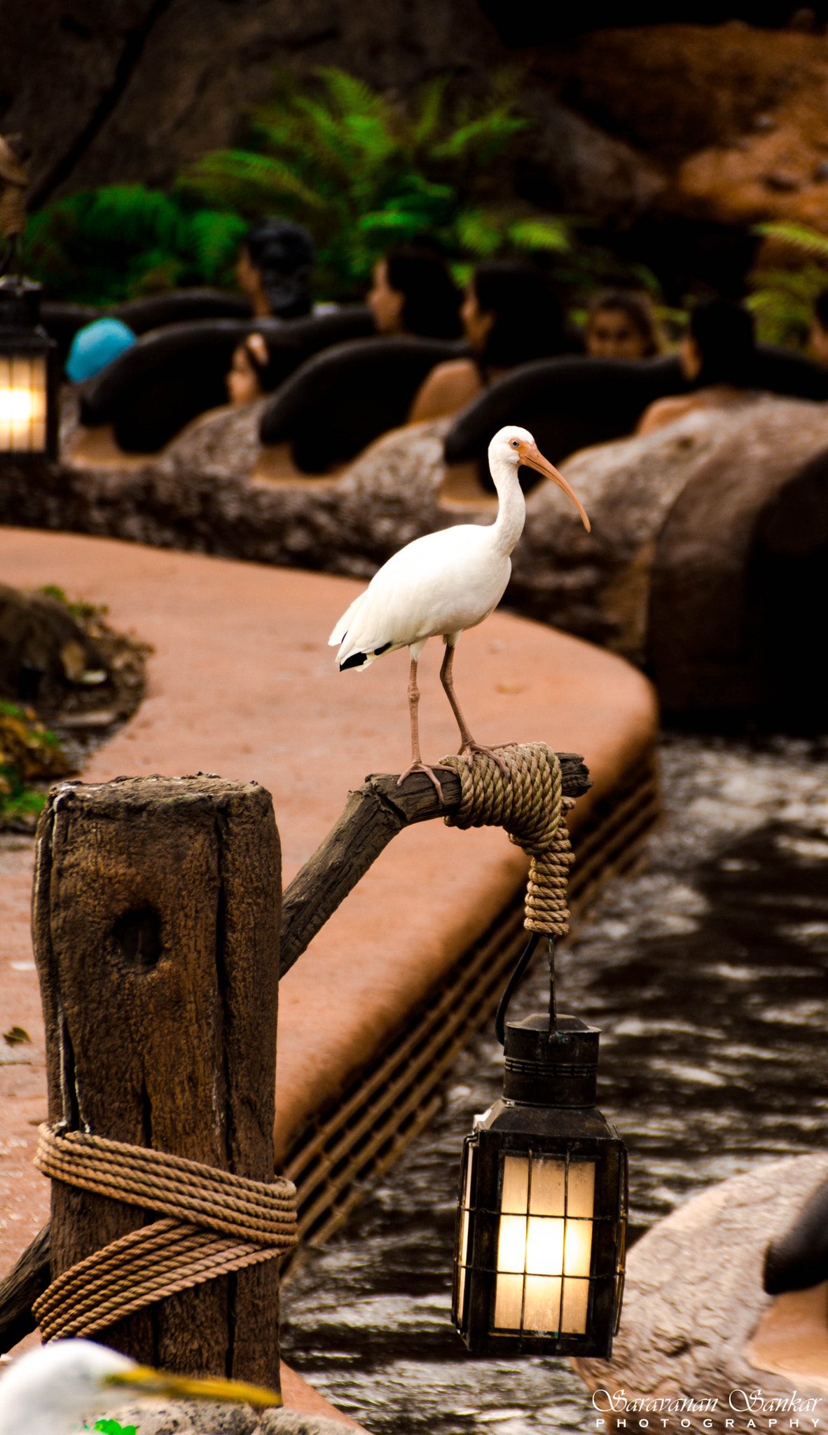 Sony SLT-A65 (SLT-A65V) sample photo. Met this guy at the splash mountain! photography