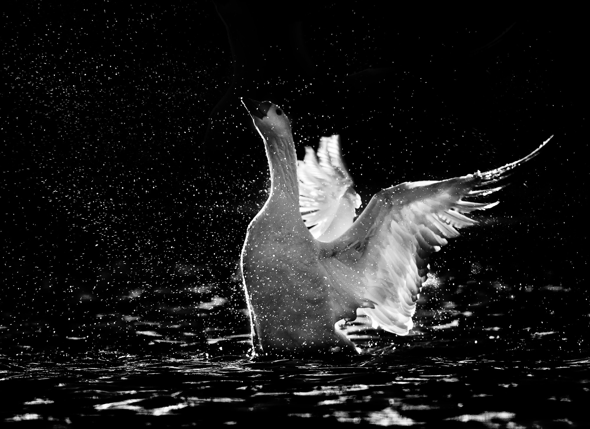 Canon EOS-1D Mark II N sample photo. Playing in water photography