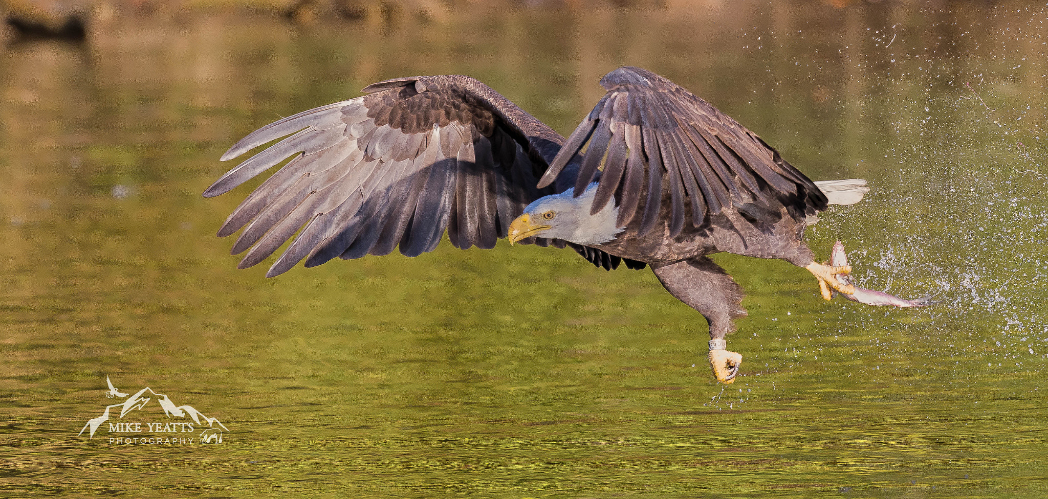 Nikon AF-S Nikkor 200-500mm F5.6E ED VR sample photo. One talon grab photography