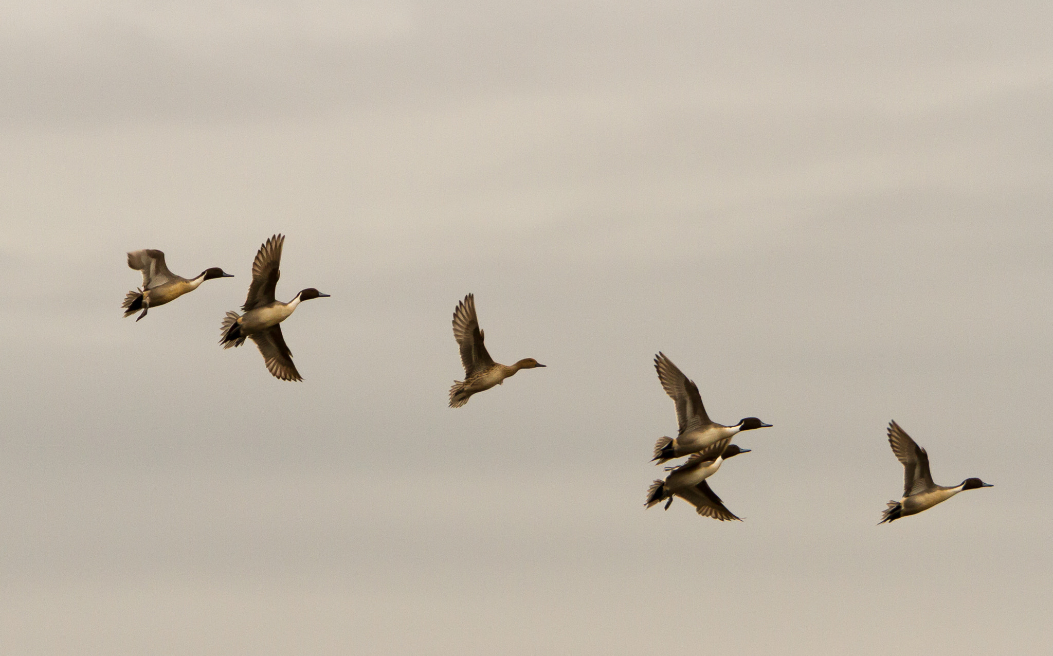 Canon EOS 7D sample photo. Bird migration photography