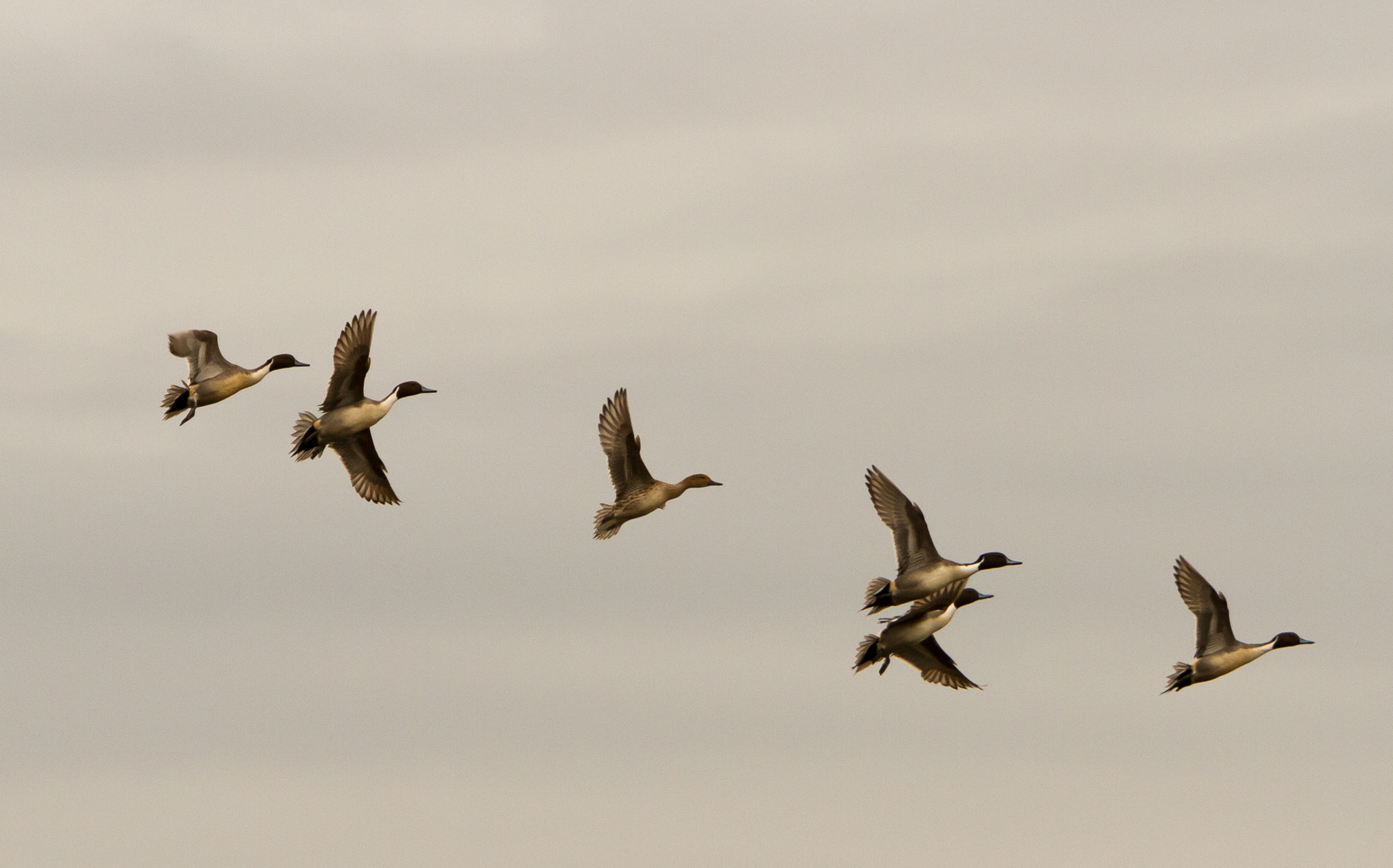 Canon EF 70-200mm F2.8L IS USM sample photo. Bird migration photography