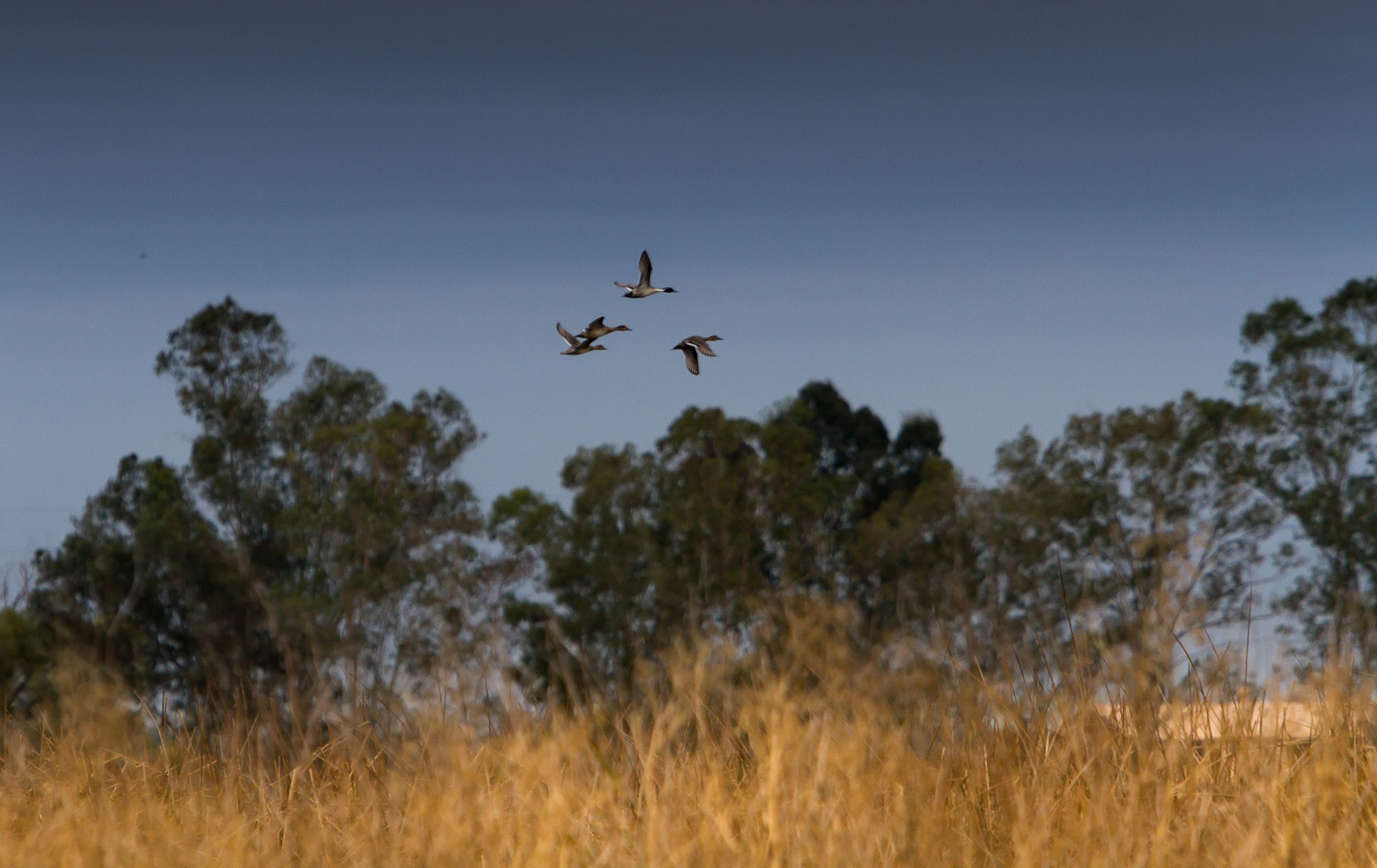 Canon EF 70-200mm F2.8L IS USM sample photo. Bird migration photography