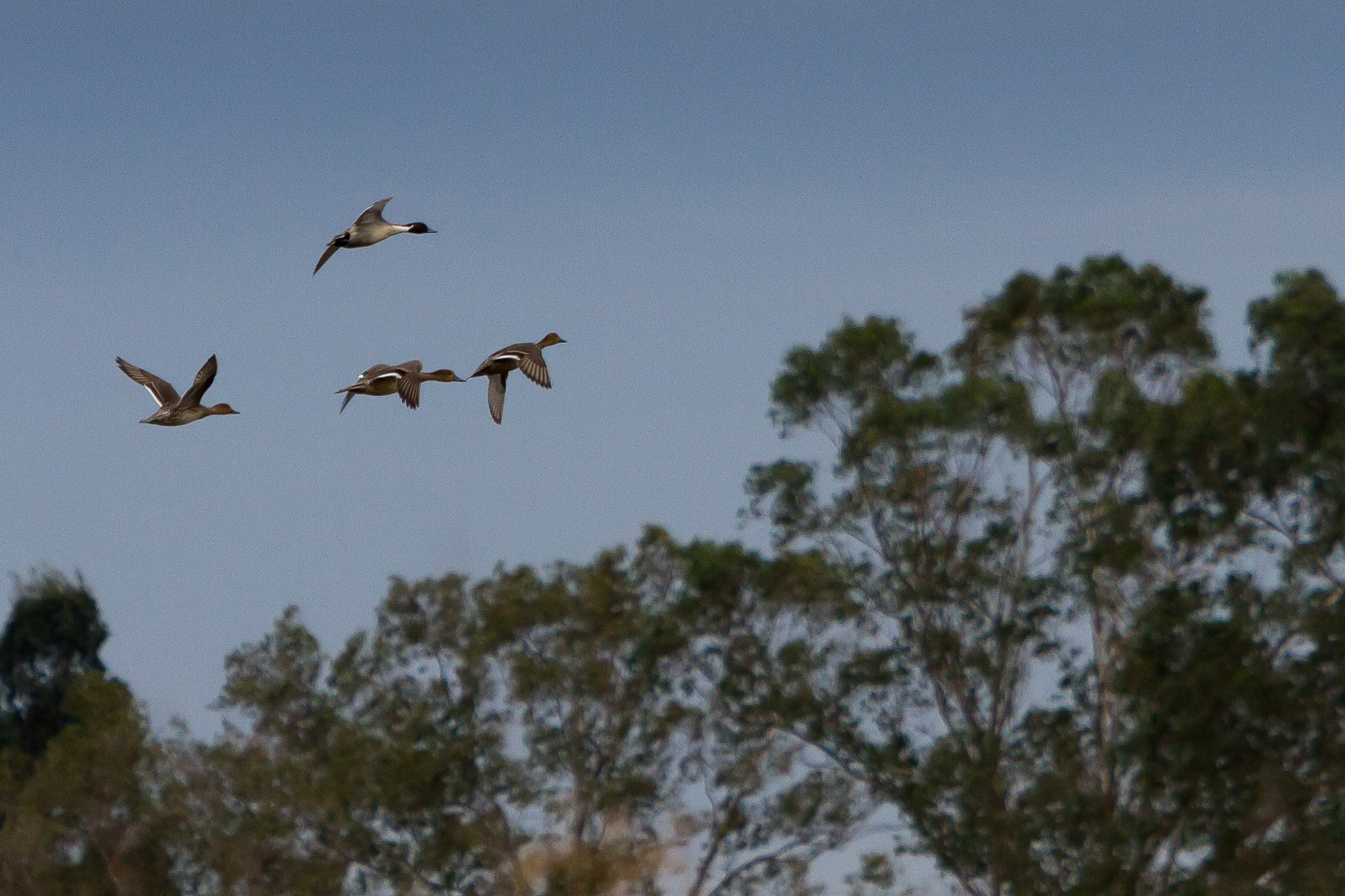 Canon EOS 7D + Canon EF 70-200mm F2.8L IS USM sample photo. Bird migration photography