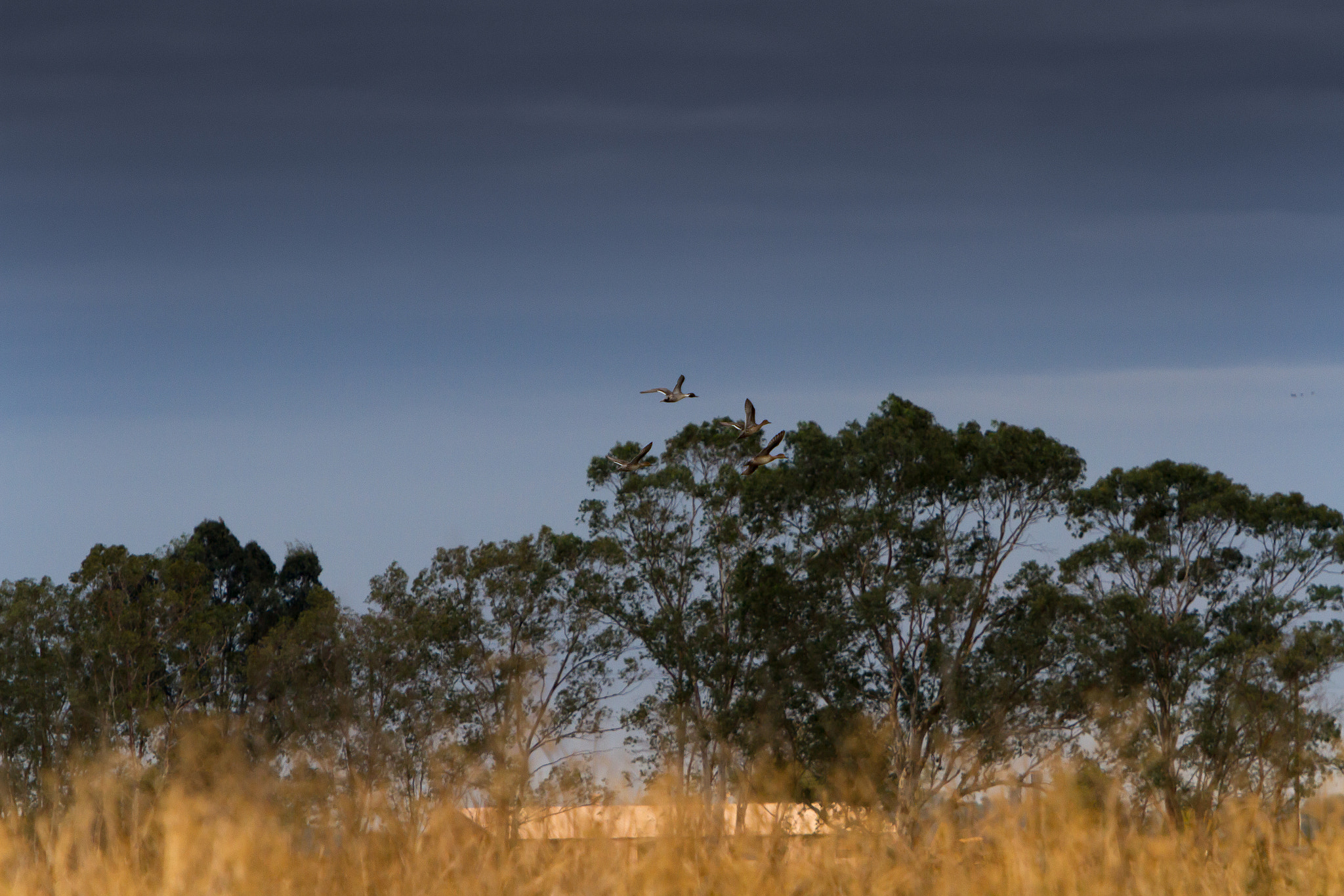 Canon EF 70-200mm F2.8L IS USM sample photo. Bird migration photography