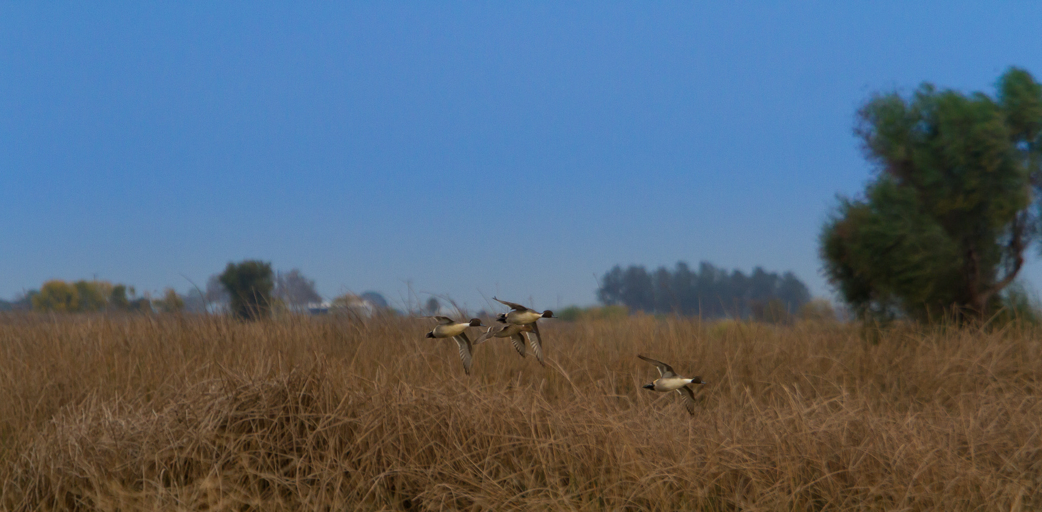 Canon EF 70-200mm F2.8L IS USM sample photo. Bird migration photography