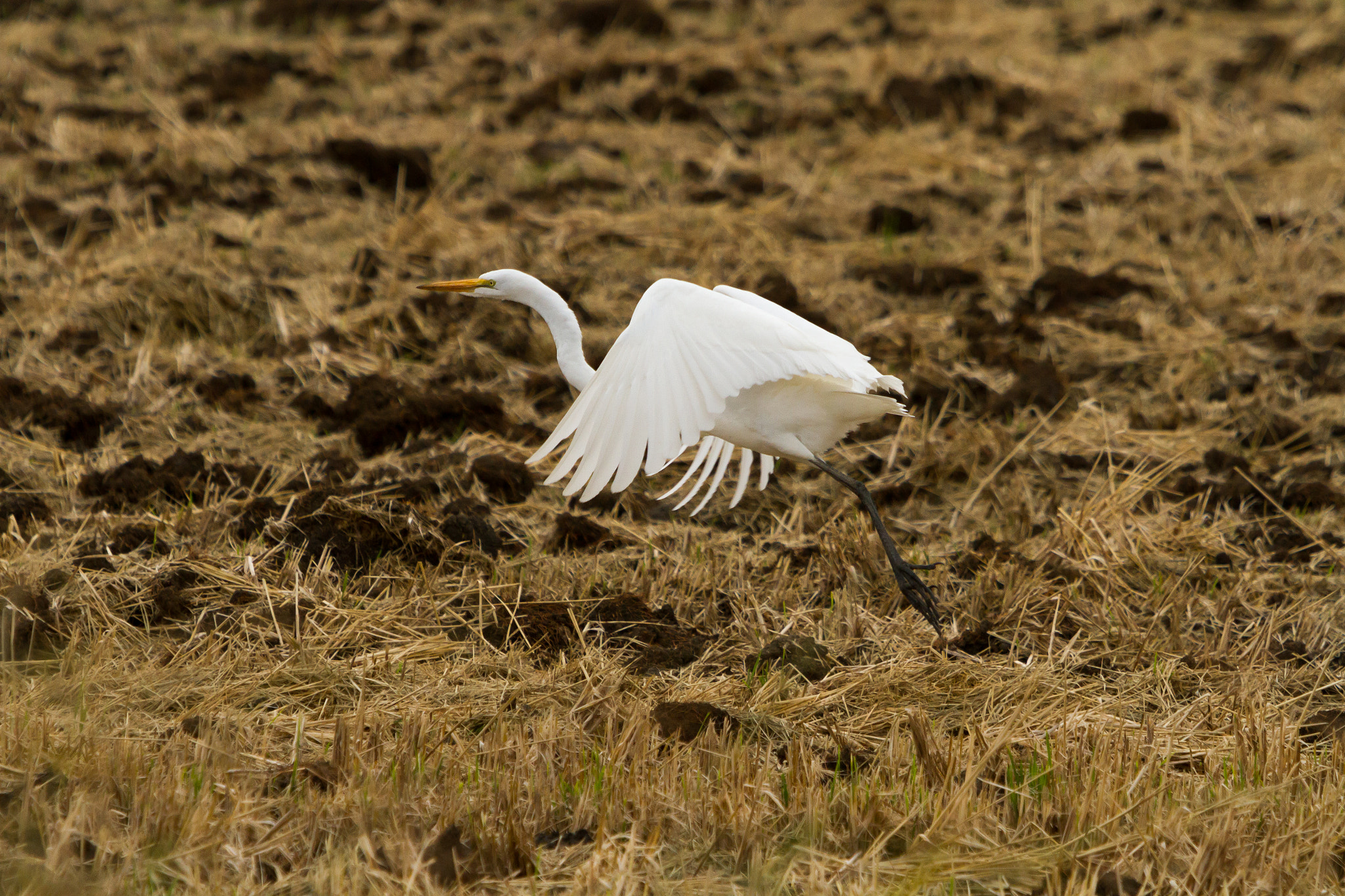 Canon EF 70-200mm F2.8L IS USM sample photo. Bird migration photography