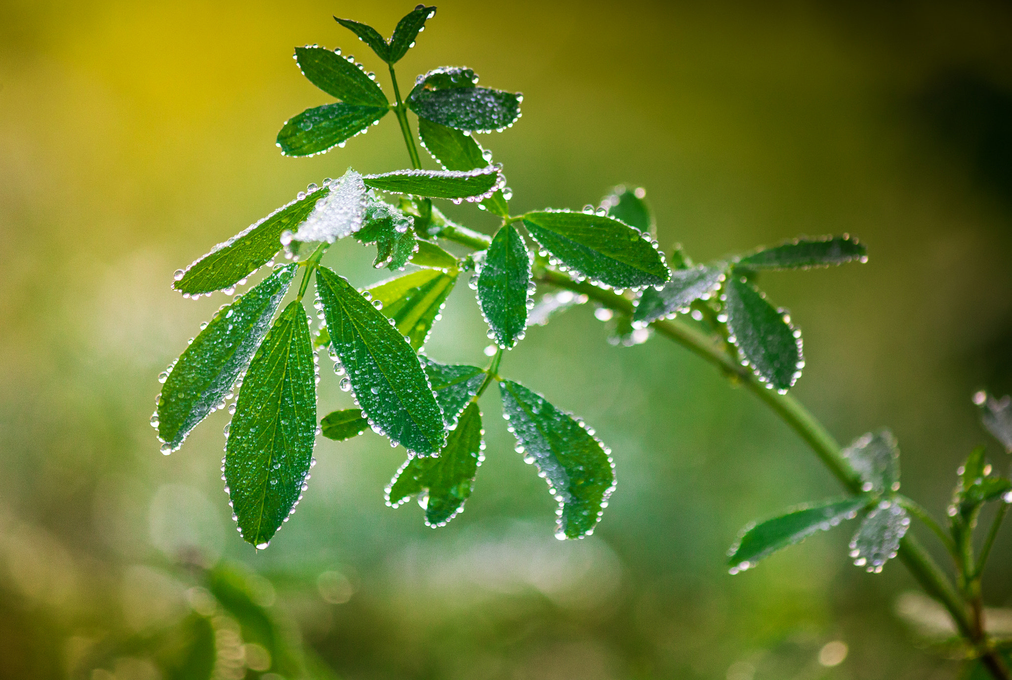 Canon EF-S 55-250mm F4-5.6 IS sample photo. Morning dew photography