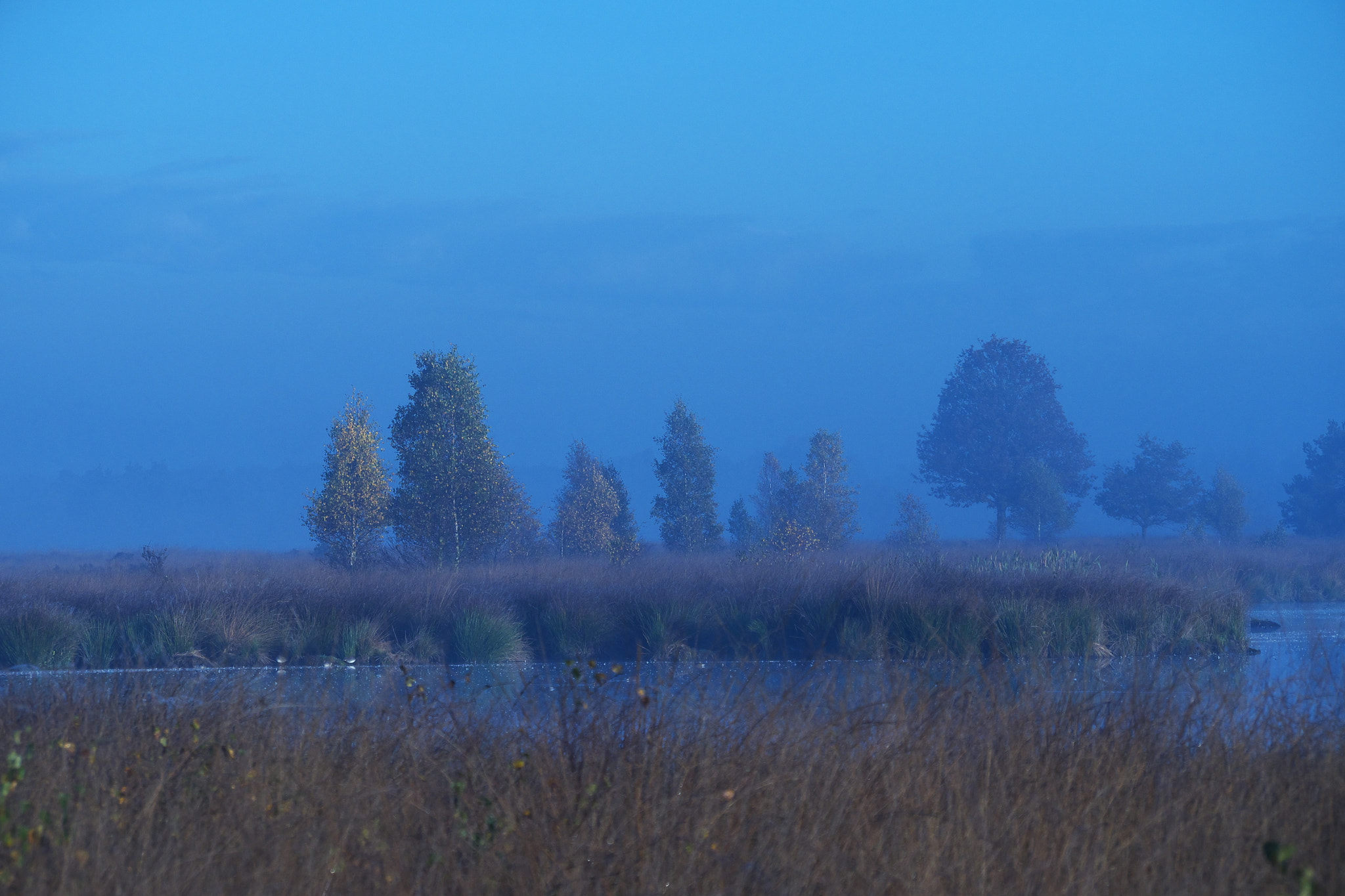Panasonic Lumix DMC-GH2 sample photo. On a  misty morning in the "groote peel". photography