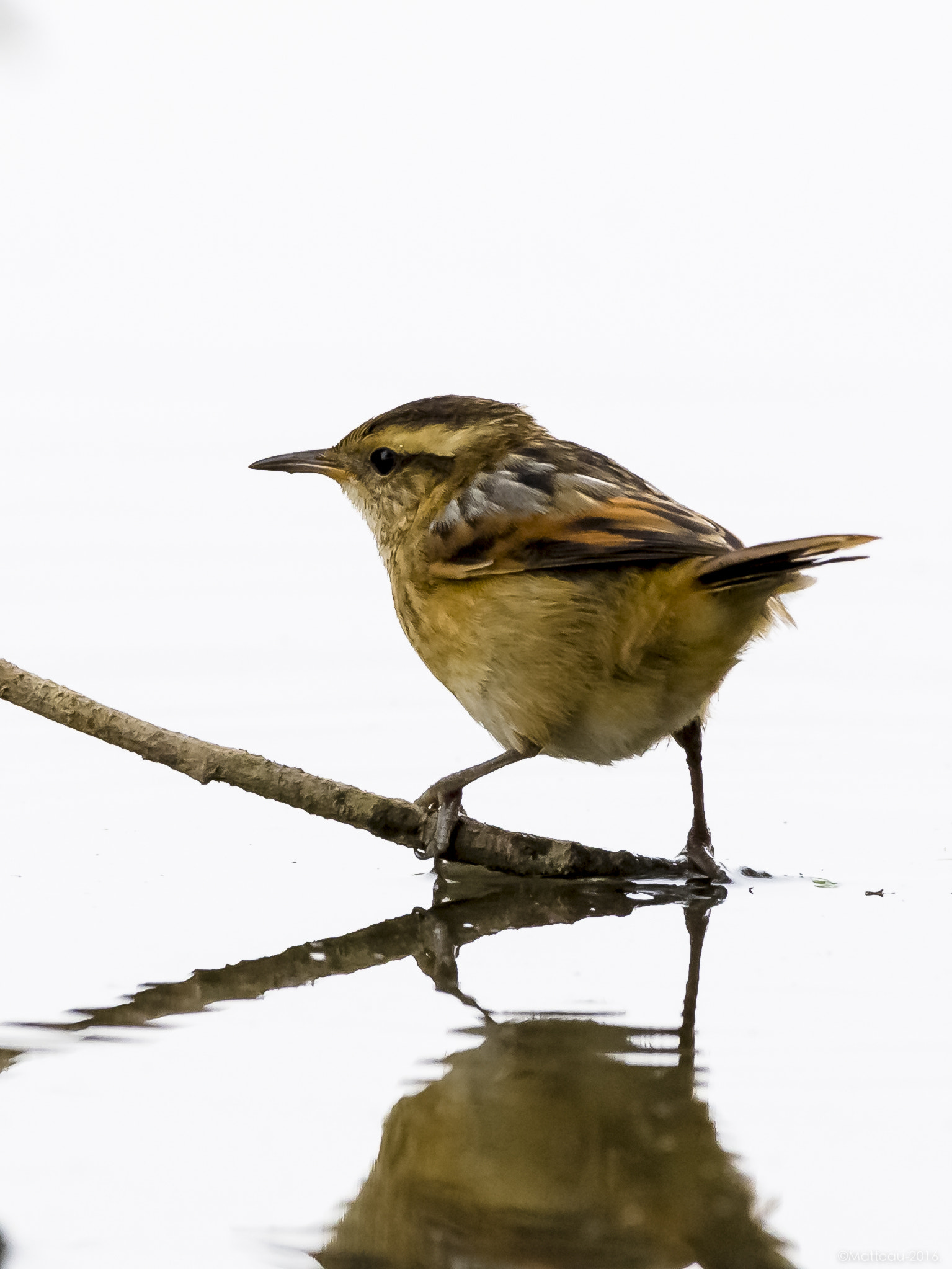 Nikon AF-S Nikkor 200-500mm F5.6E ED VR sample photo. Humedal de batuco photography