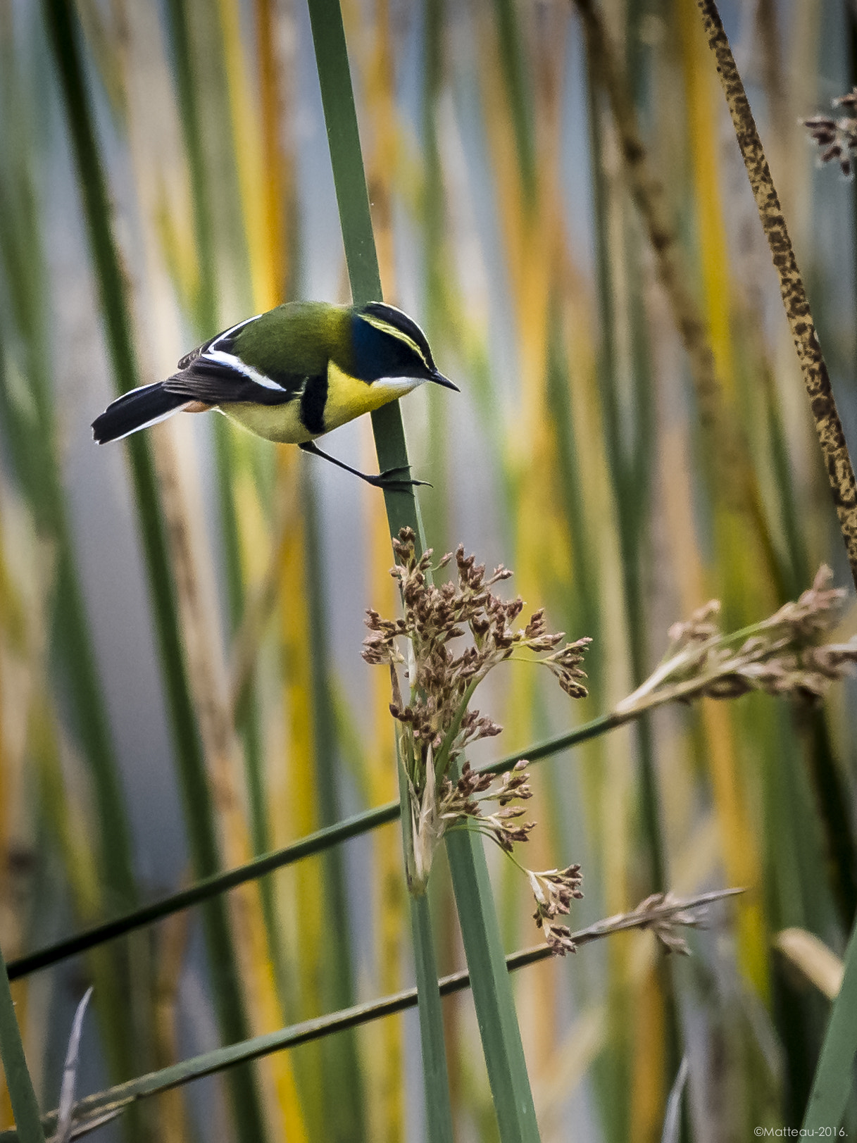 Nikon AF-S Nikkor 200-500mm F5.6E ED VR sample photo. Humedal de batuco photography