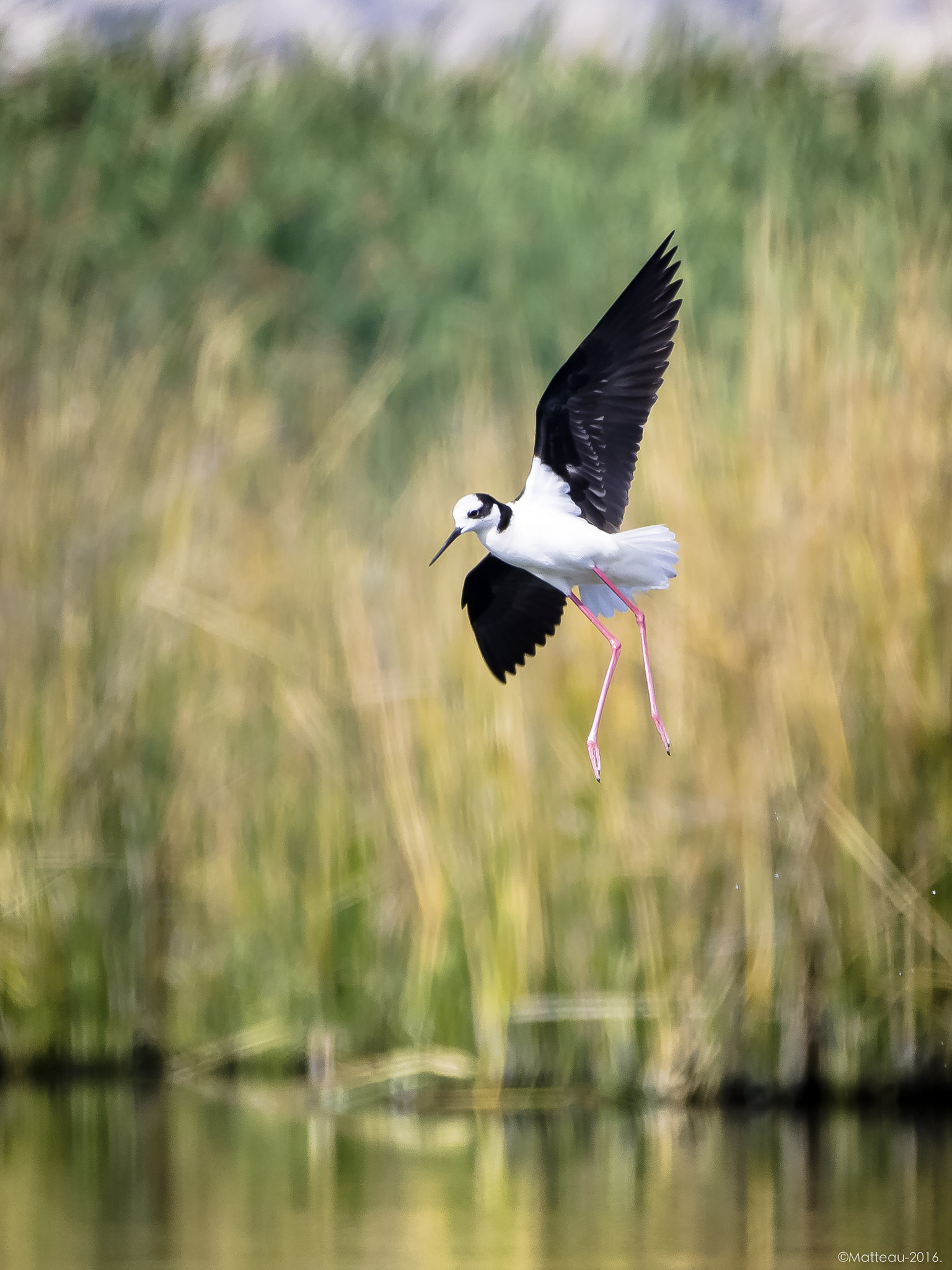 Nikon AF-S Nikkor 200-500mm F5.6E ED VR sample photo. Humedal de batuco photography