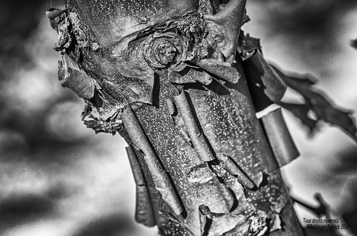 Tokina AT-X Pro 100mm F2.8 Macro sample photo. écorce photography