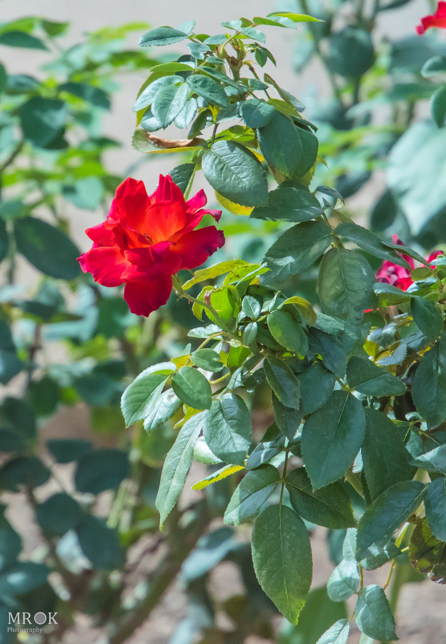 Canon EF 70-200mm F4L USM sample photo. Byanothername photography