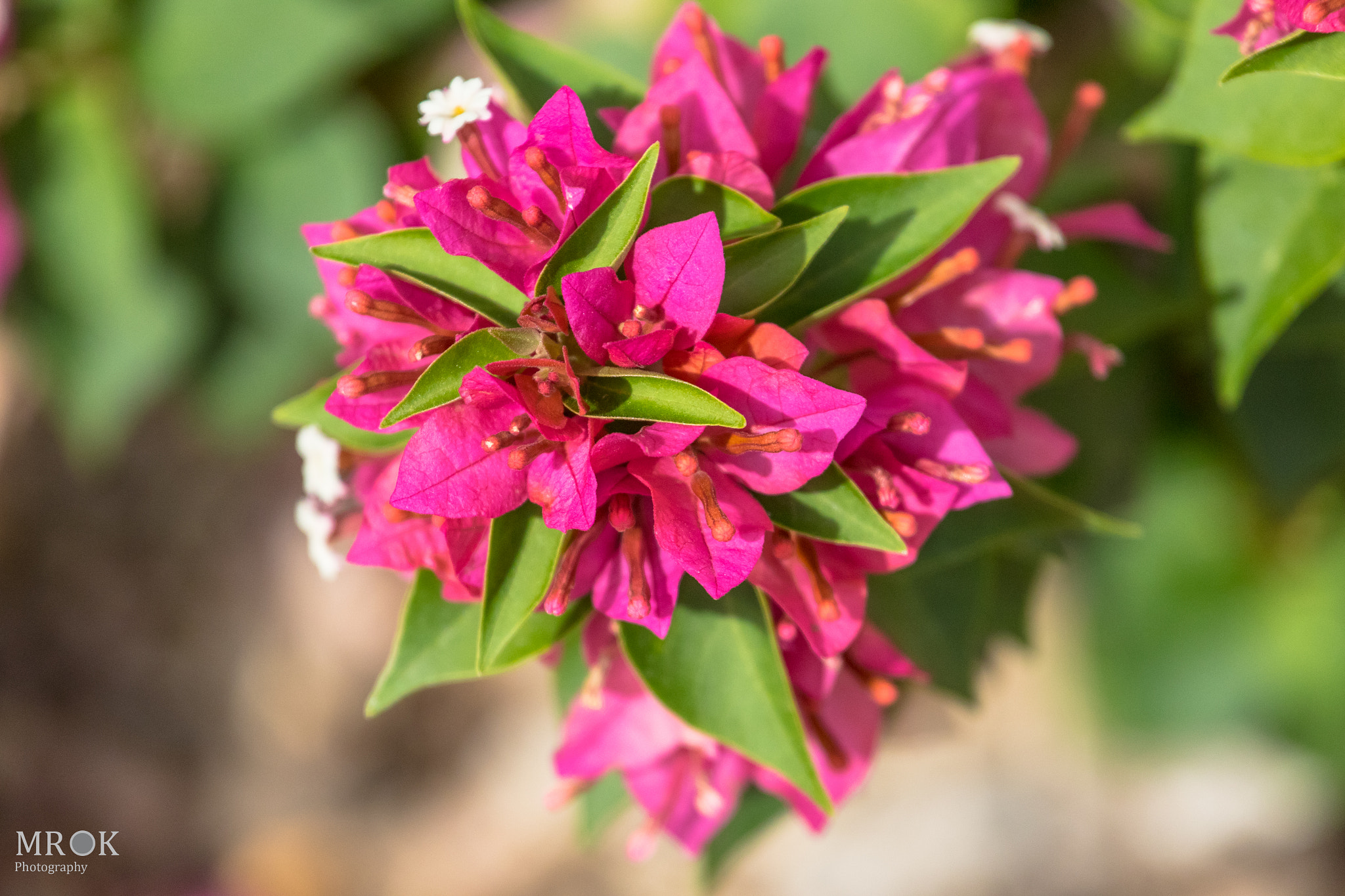 Canon EF 70-200mm F4L USM sample photo. Bougainvillea photography