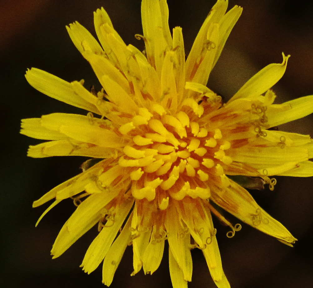 Canon EF 70-200mm F4L IS USM sample photo. Gold nugget photography
