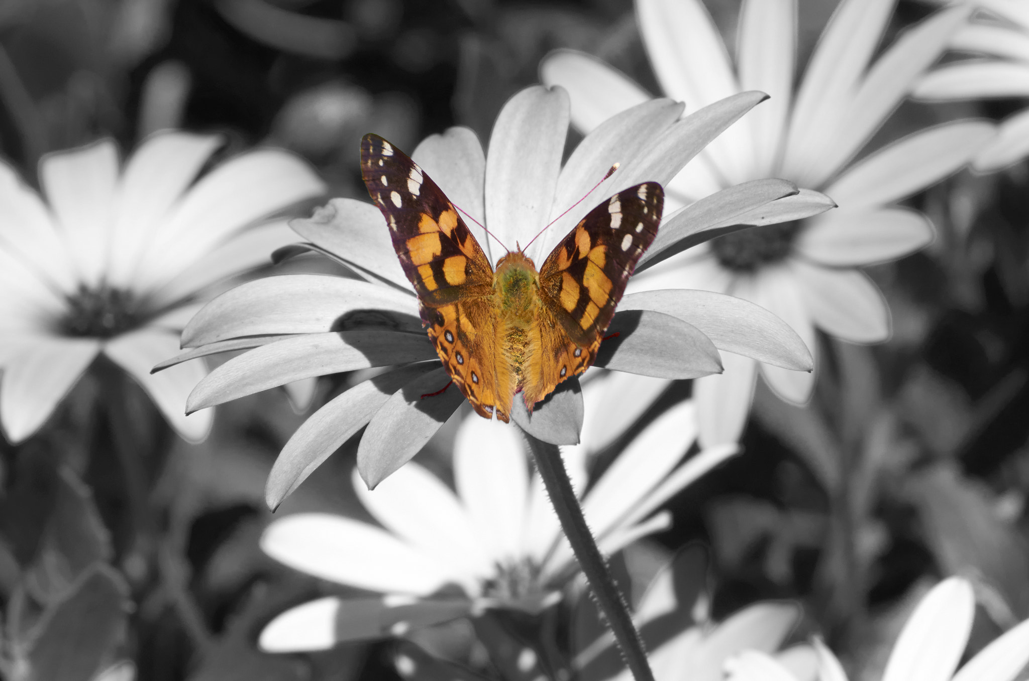 Nikon D5100 sample photo. Butterfly photography