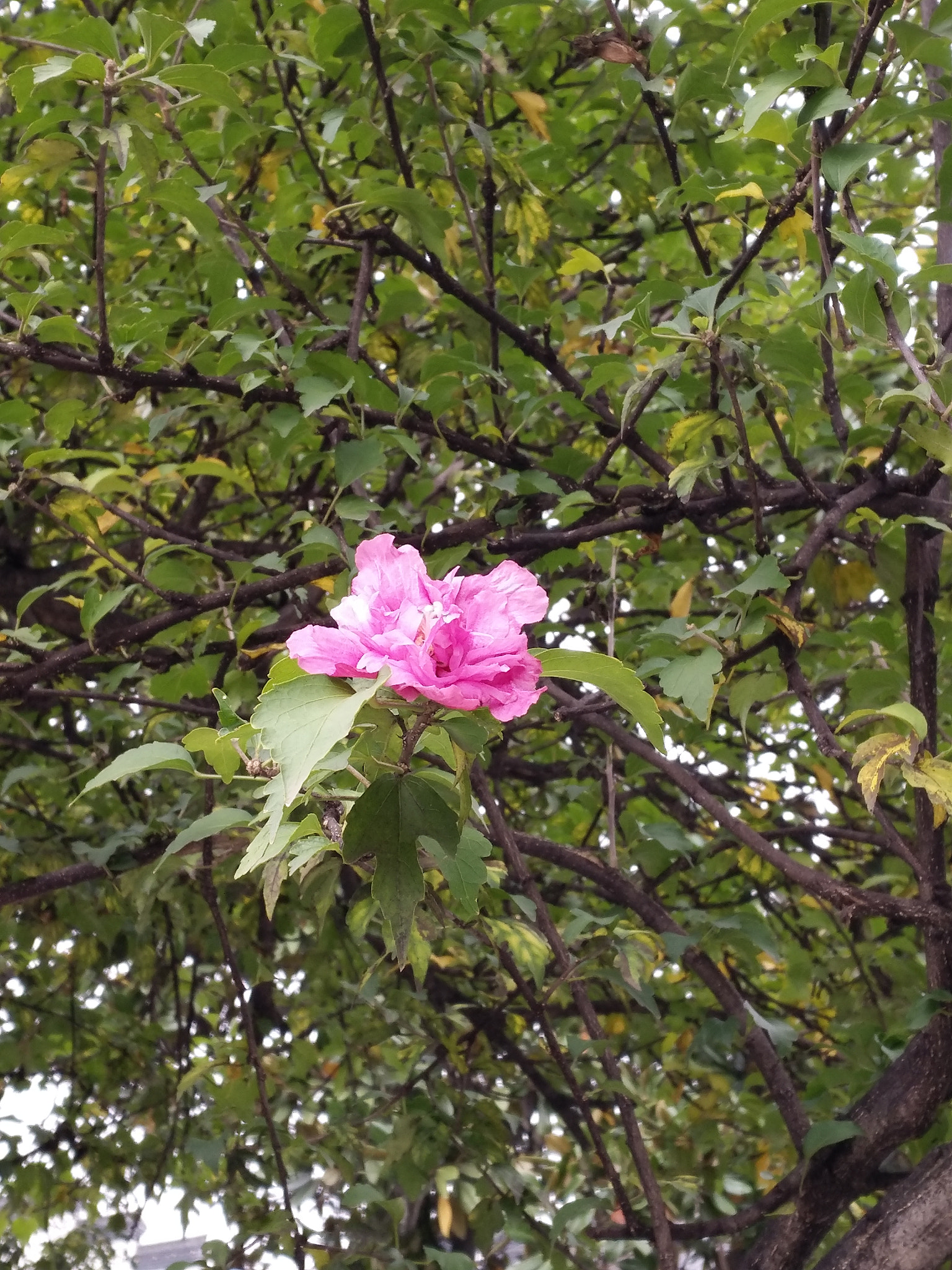 vivo X7PLUS sample photo