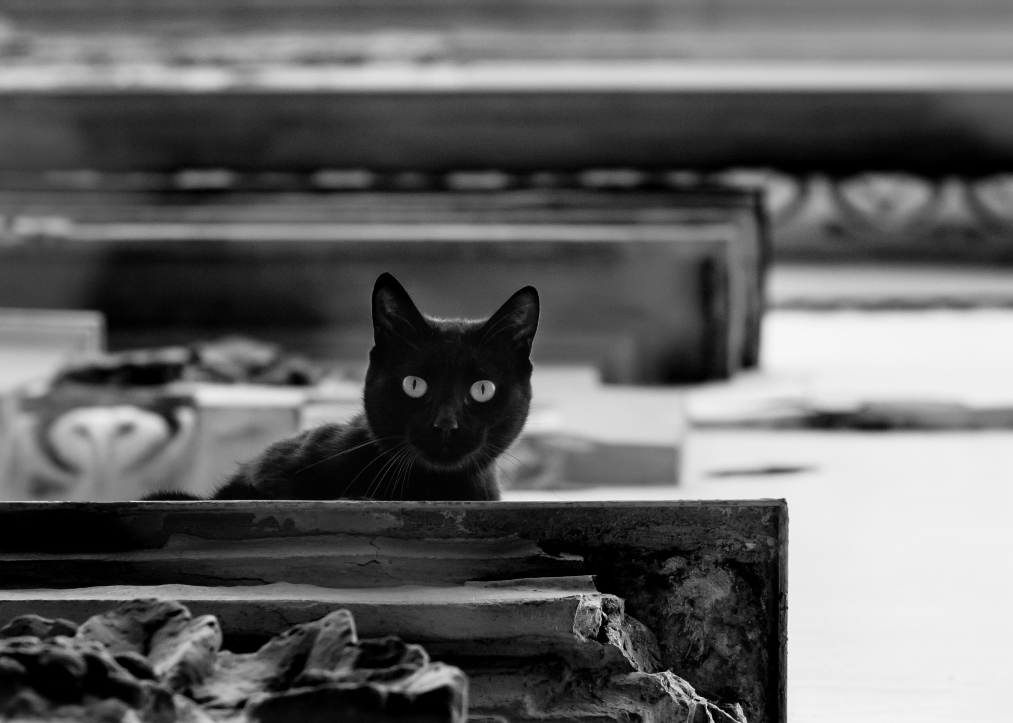 Canon EOS 650D (EOS Rebel T4i / EOS Kiss X6i) + Canon EF 85mm F1.8 USM sample photo. The observer photography