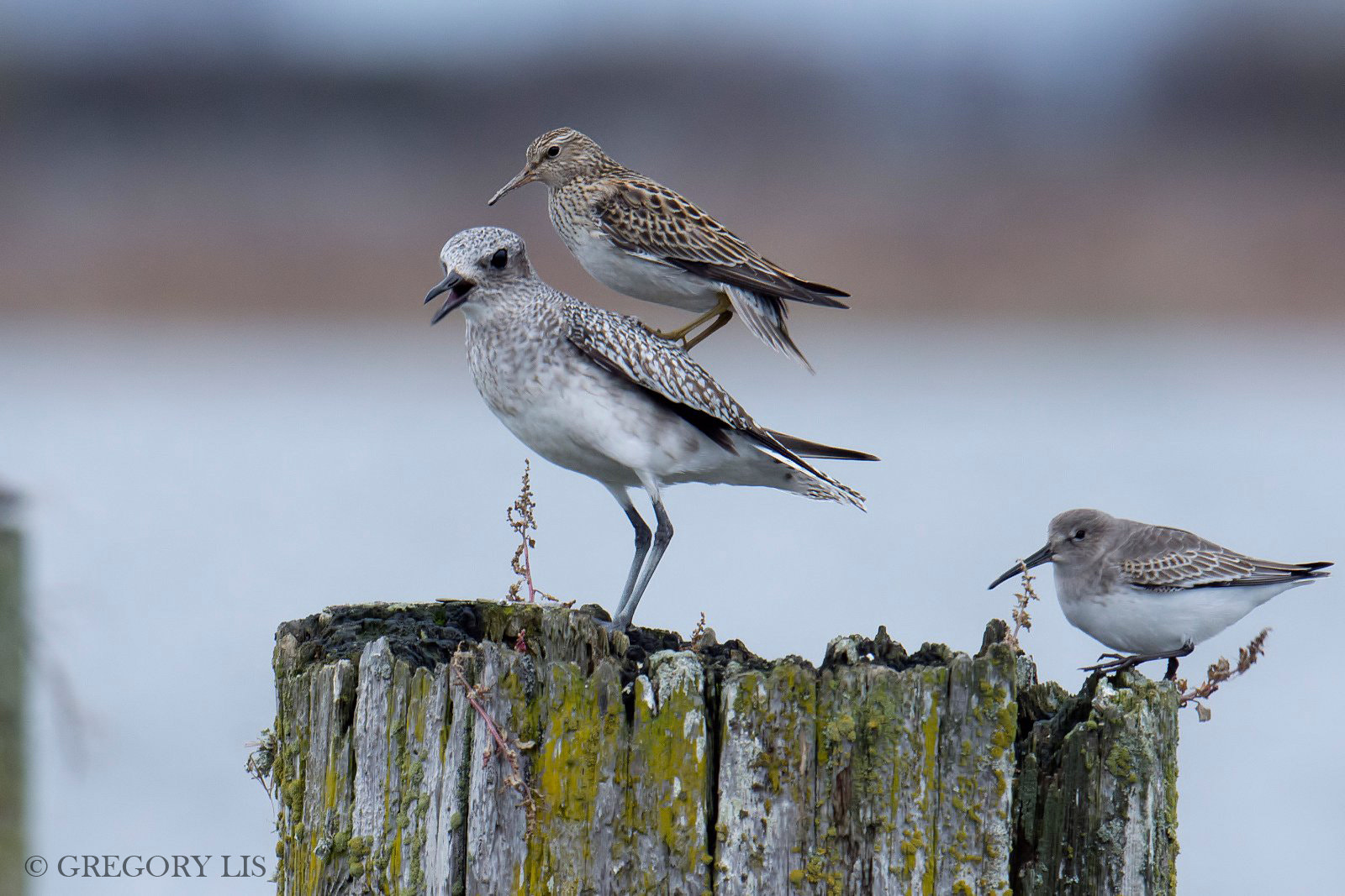 Nikon D7200 + Nikon AF-S Nikkor 500mm F4G ED VR sample photo. Get off my back! photography