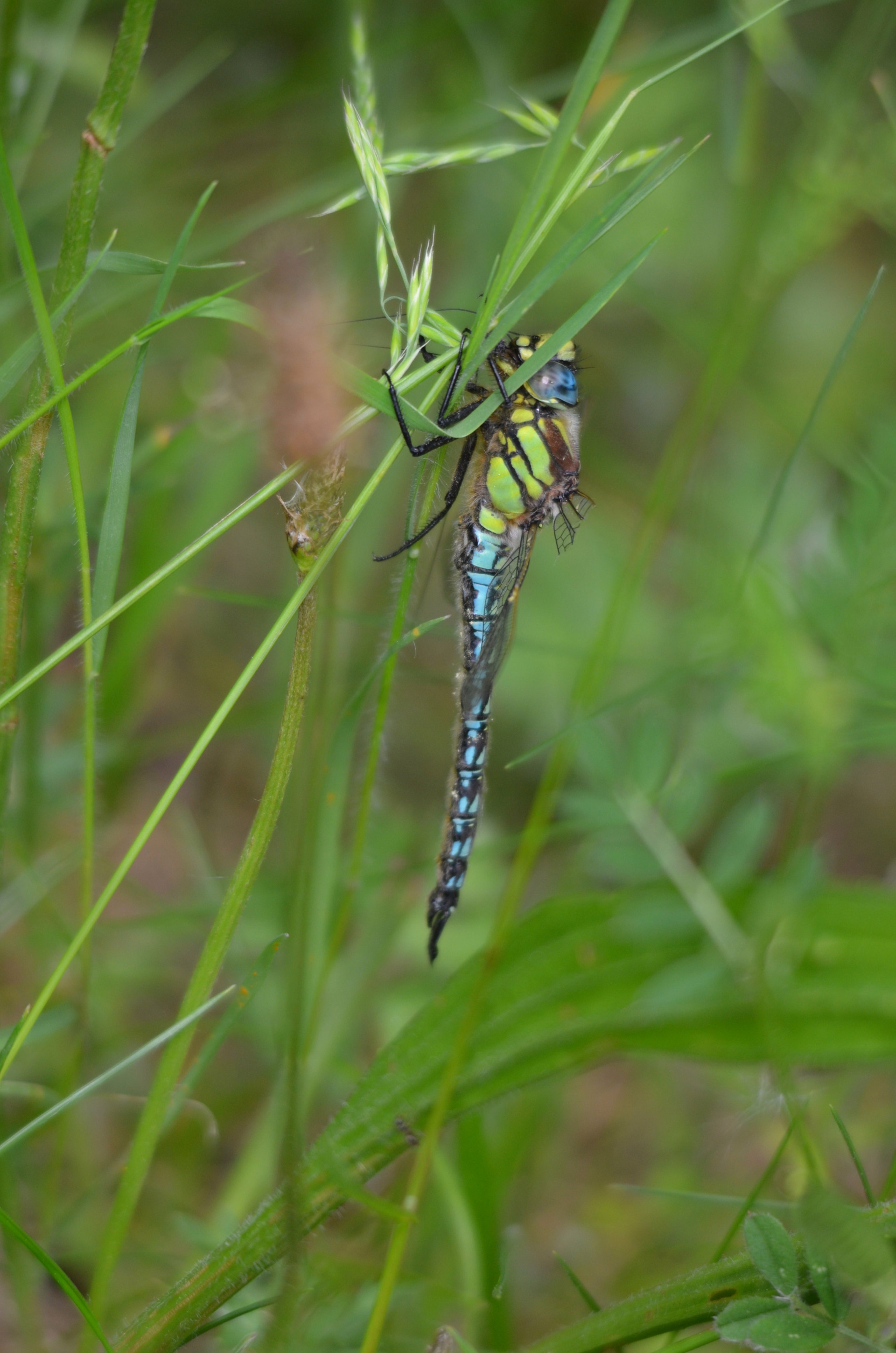Sigma 150-500mm F5-6.3 DG OS HSM sample photo. Broken wing photography